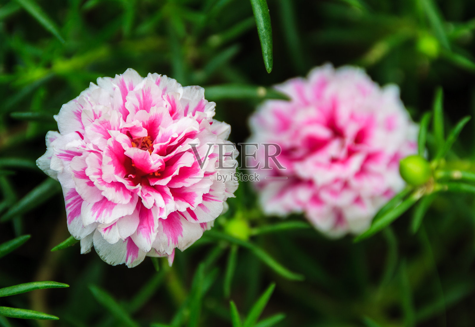 粉红色马齿苋大花特写。照片摄影图片