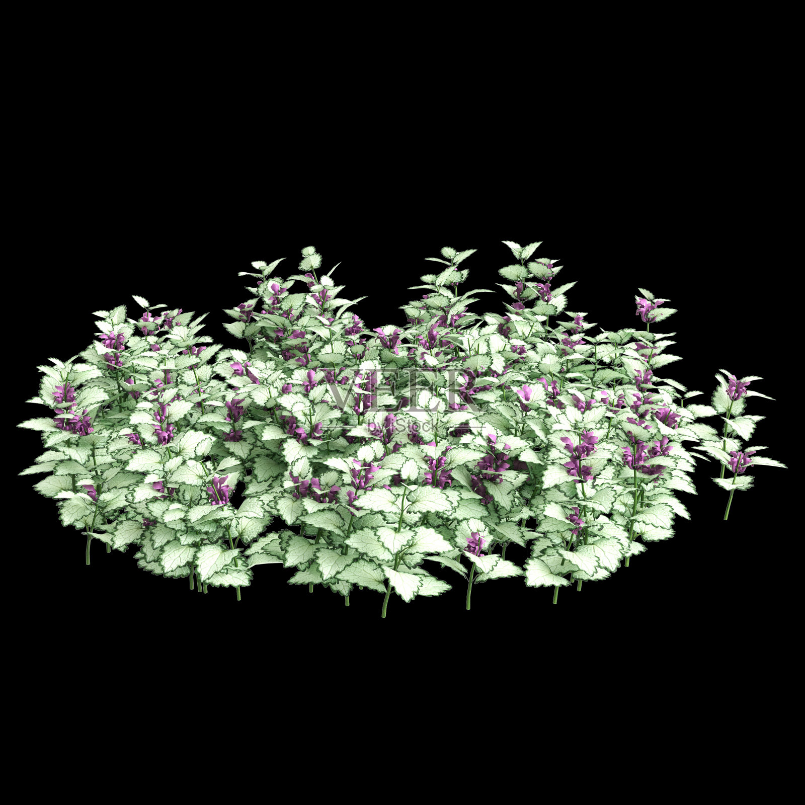 在黑色背景上孤立的斑叶灌木的三维插图照片摄影图片