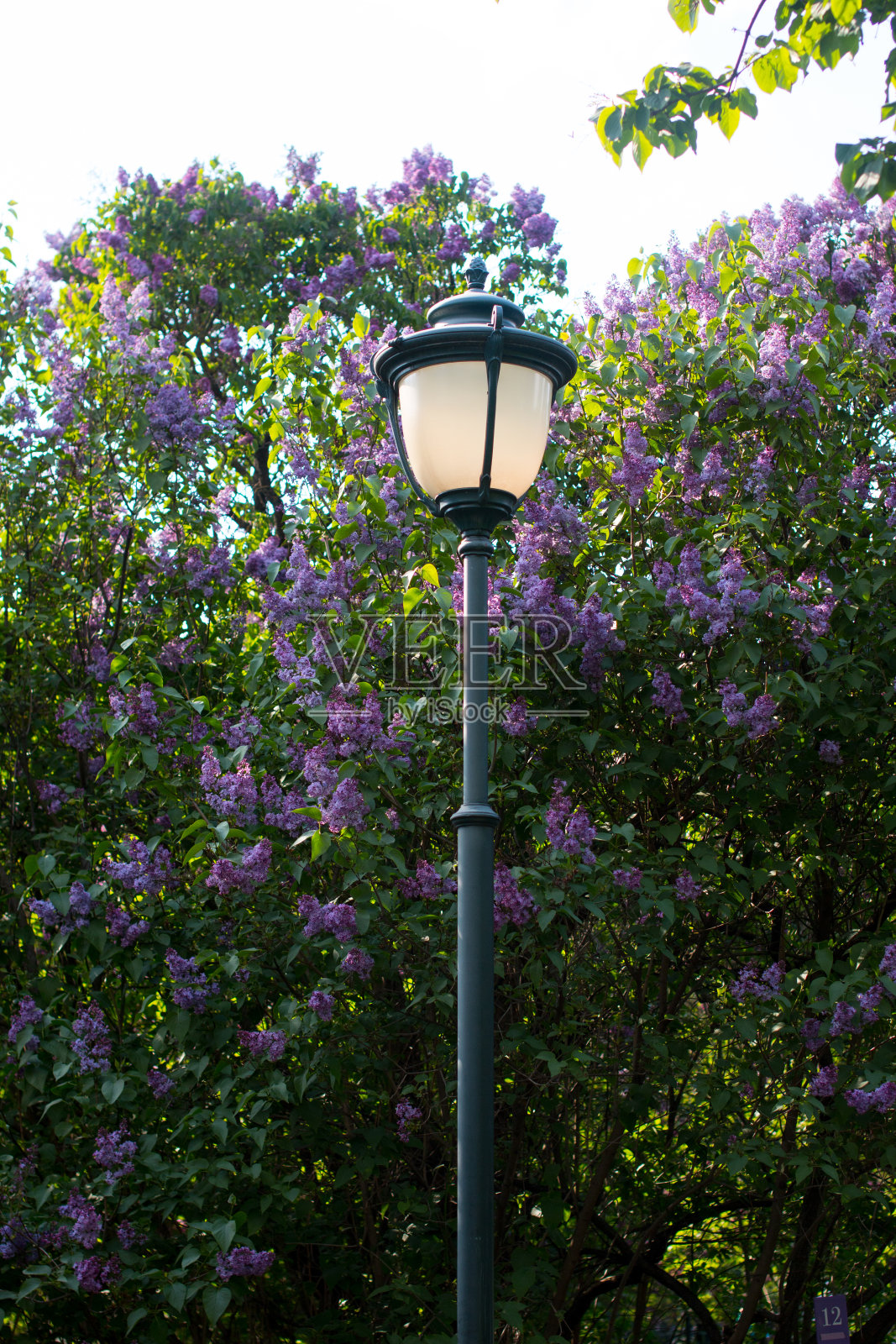 丁香花园里的丁香树。灯柱上,栽培各种育种紫丁香花丛,紫丁香丛丛郁郁葱葱照片摄影图片