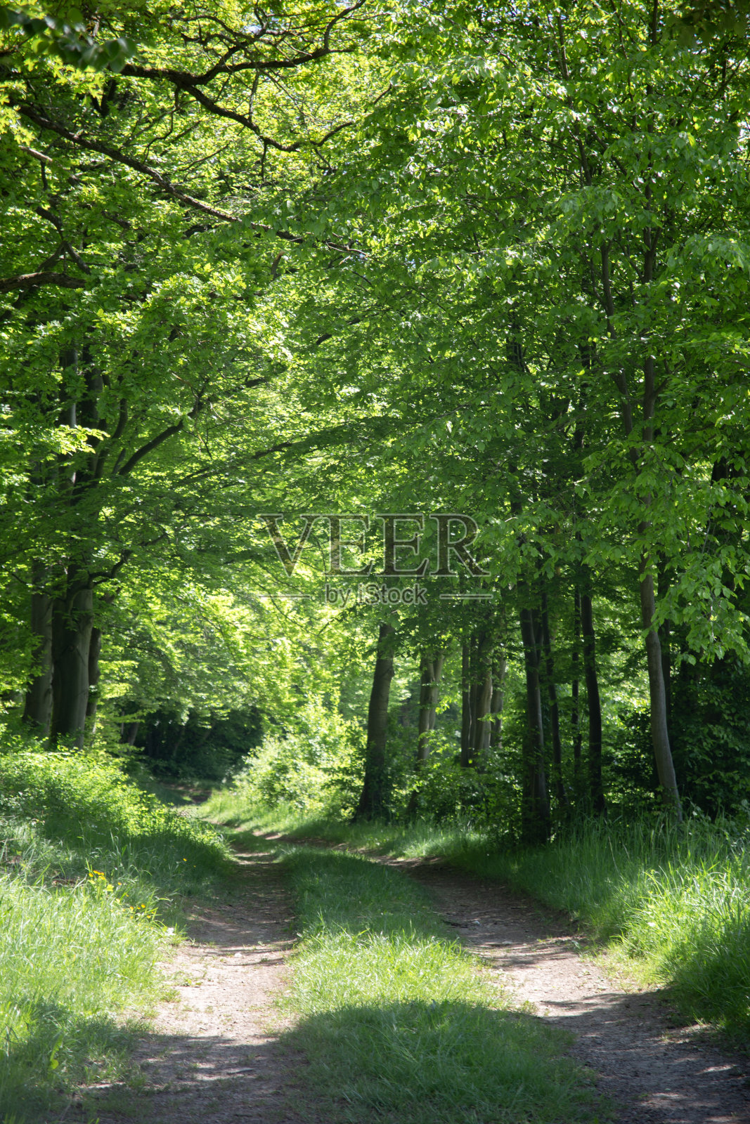 阳光普照的土路穿过树林,树林里有高大修长的树木,阳光穿过树林。垂直的框架。照片摄影图片