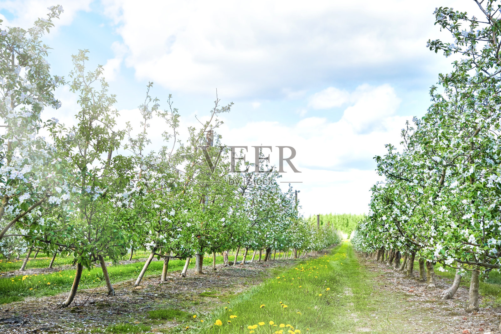 盛开的苹果园。春天农场里一排排的苹果树。苗圃。春播的概念,农业,田间工作和农业技术。照片摄影图片