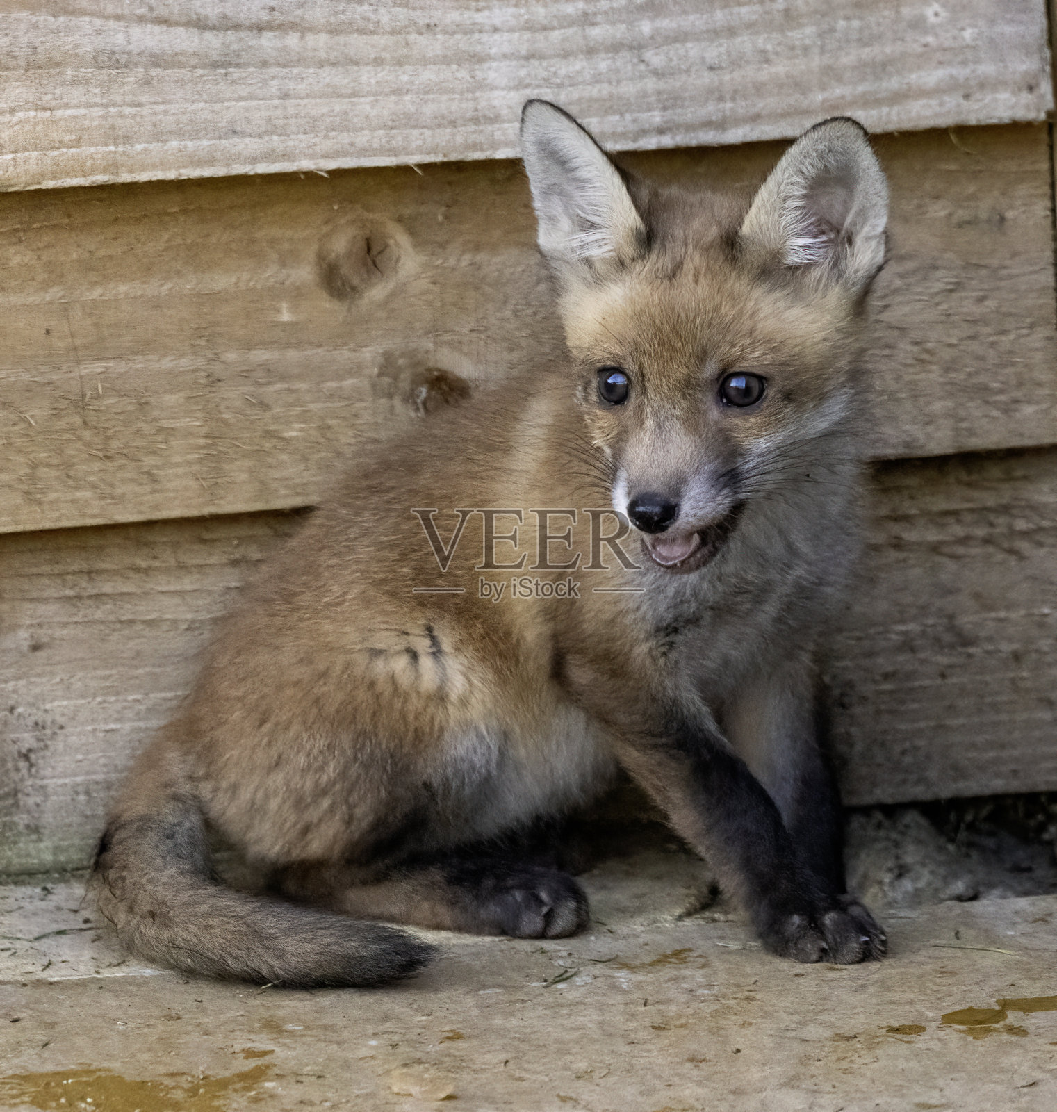 狐狸幼崽照片摄影图片