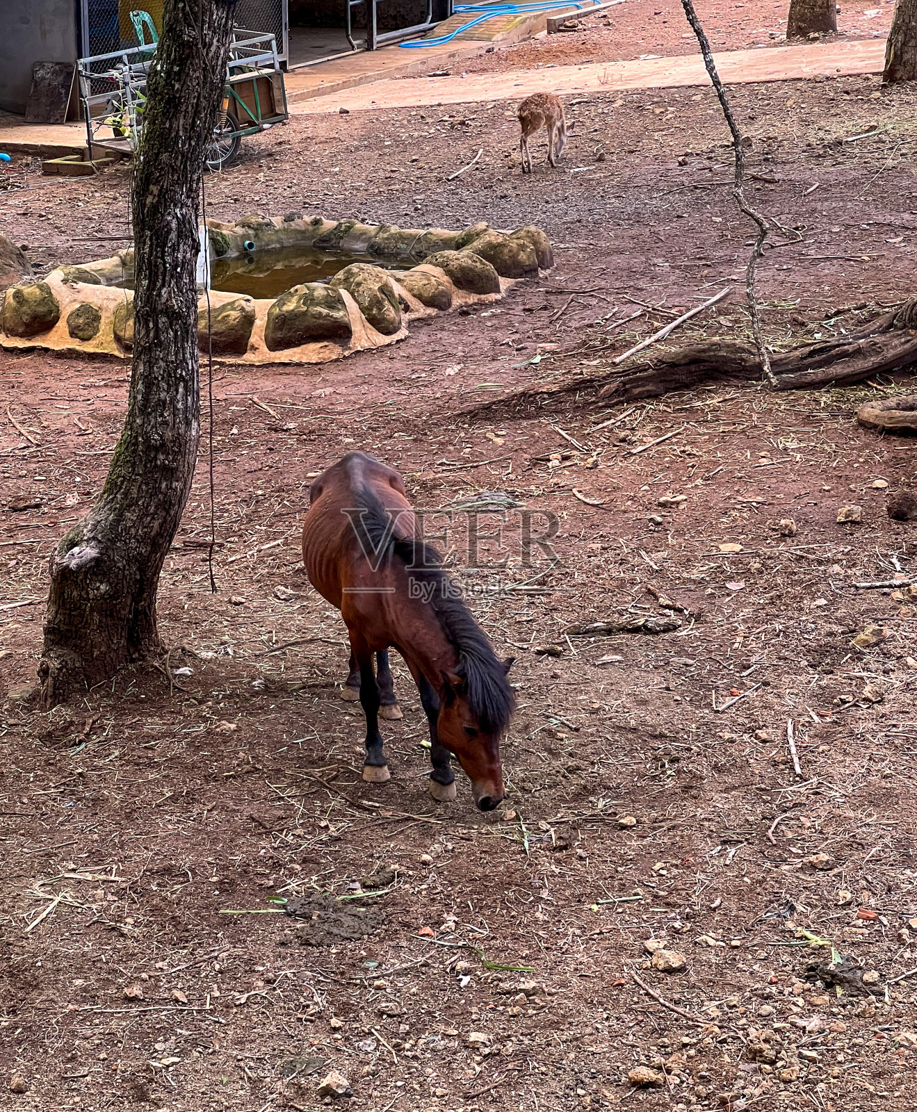 马找草照片摄影图片