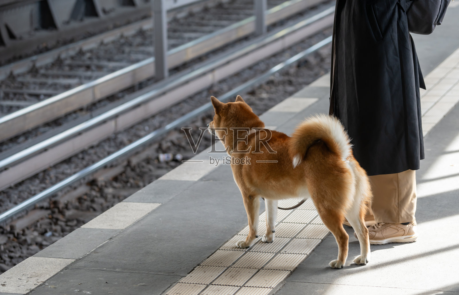 狗主人旁边站在地铁站站台上的狗照片摄影图片