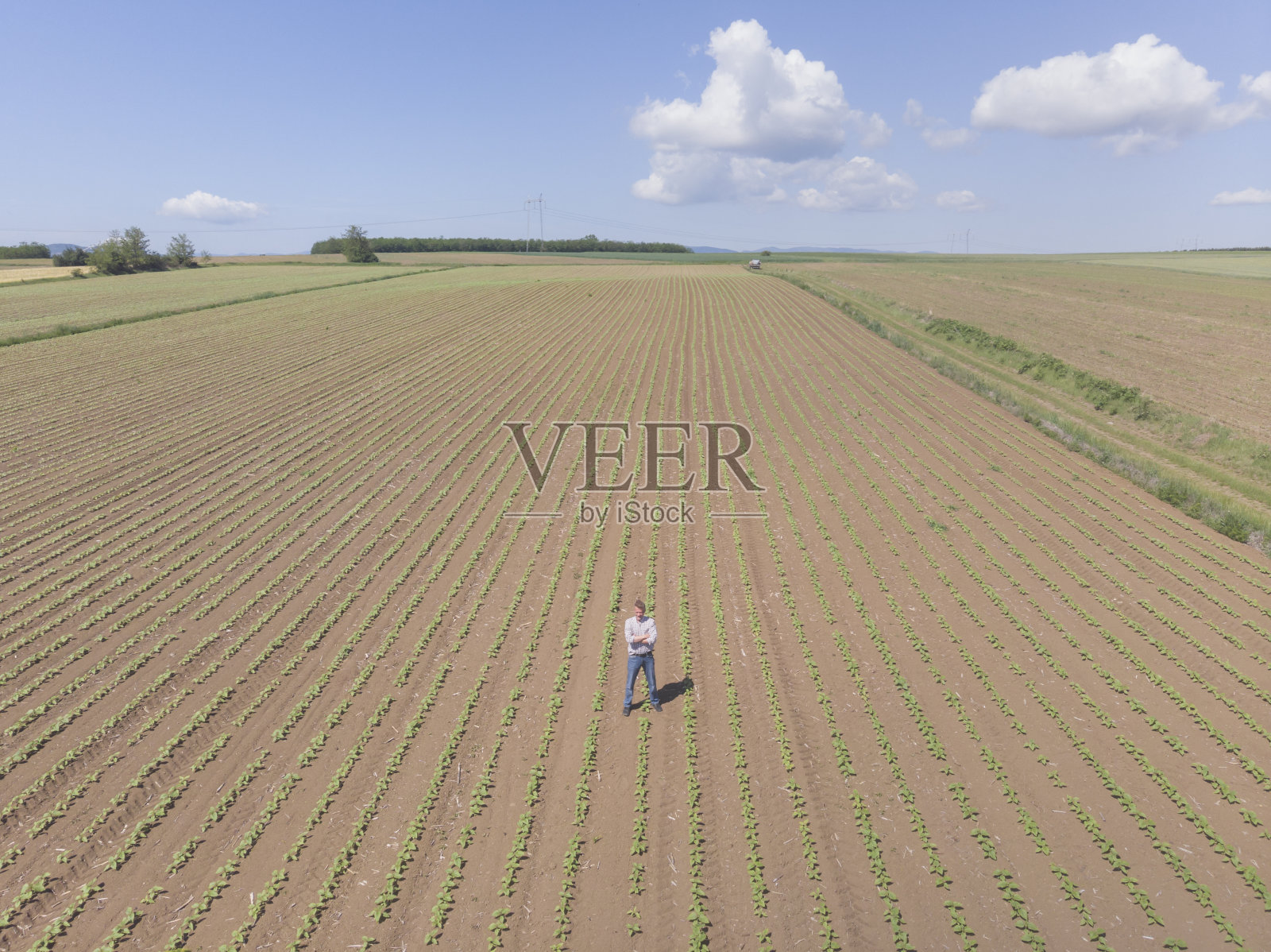 种植向日葵农田照片摄影图片