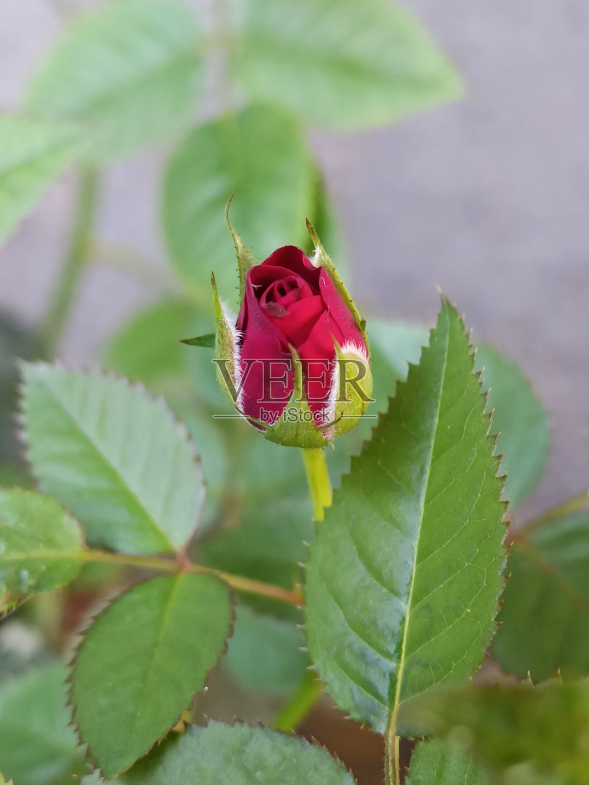 花园里红玫瑰花蕾的选择性焦点照片摄影图片