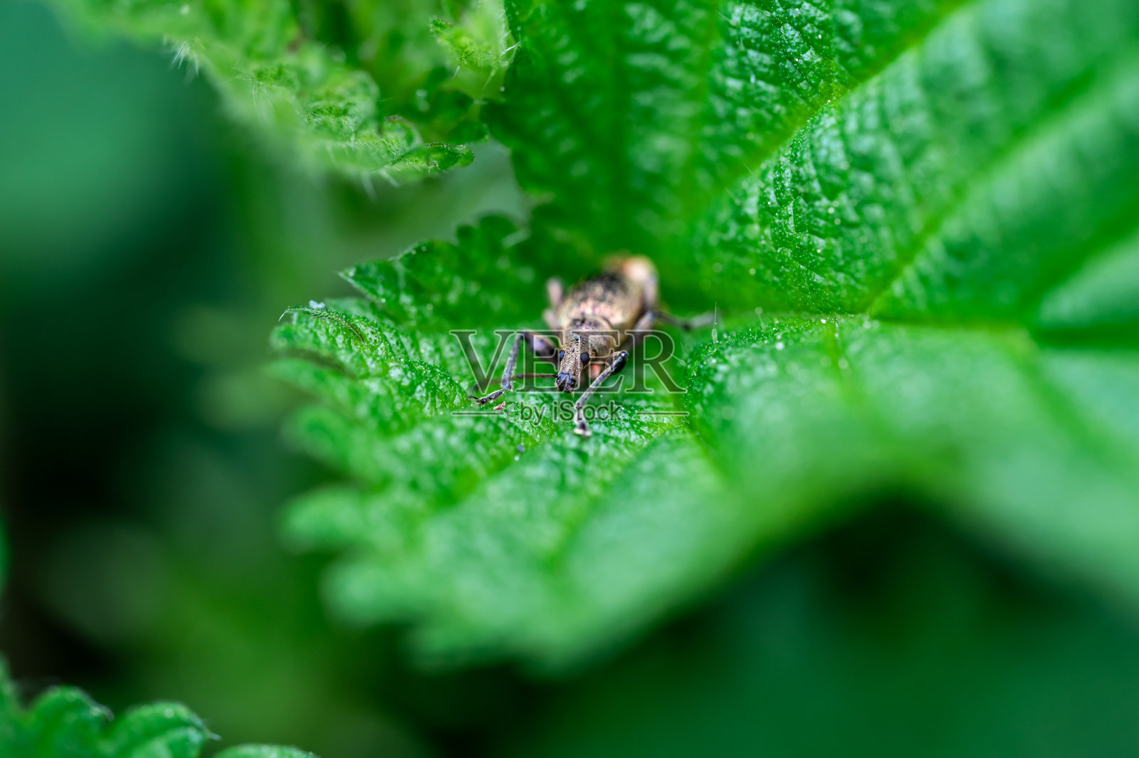 叶象鼻虫(Phyllobius pyri)是一种宽鼻象鼻虫,隶属于叶象鼻虫科叶象鼻虫亚科。昆虫头部和眼睛的细节宏观视图。照片摄影图片