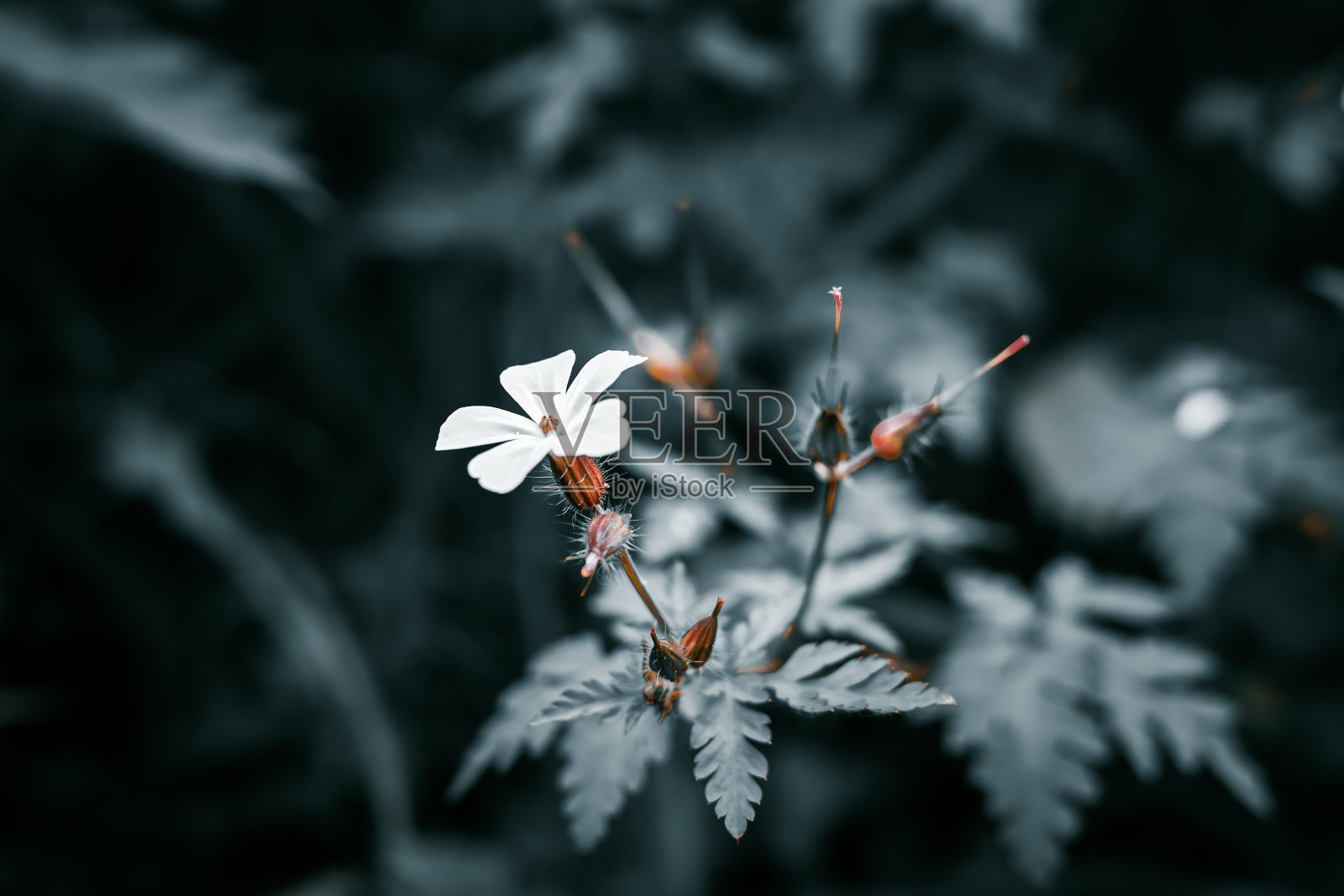 在黑暗模糊的森林背景下,一朵精致的白色野花和花蕾的特写,捕捉大自然的美。照片摄影图片