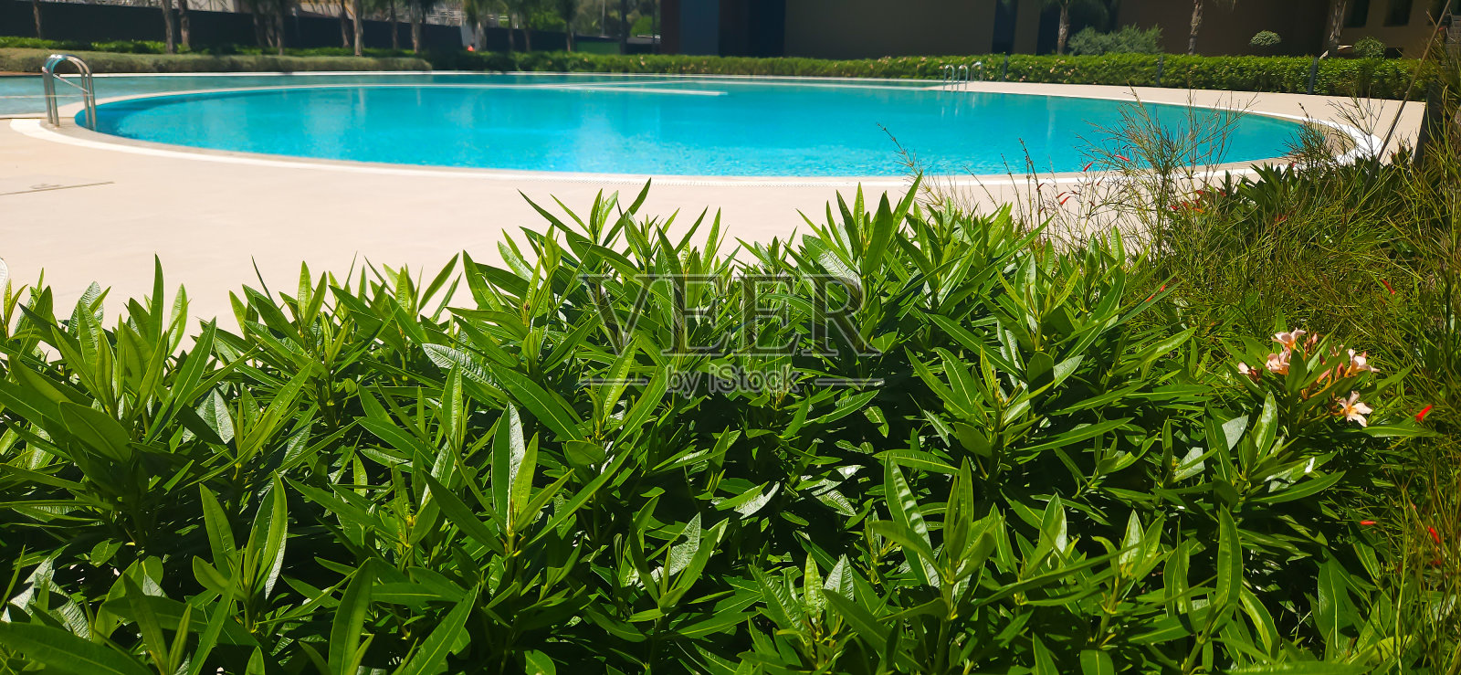 景观与现代化的游泳池和绿色植物的叶子照片摄影图片