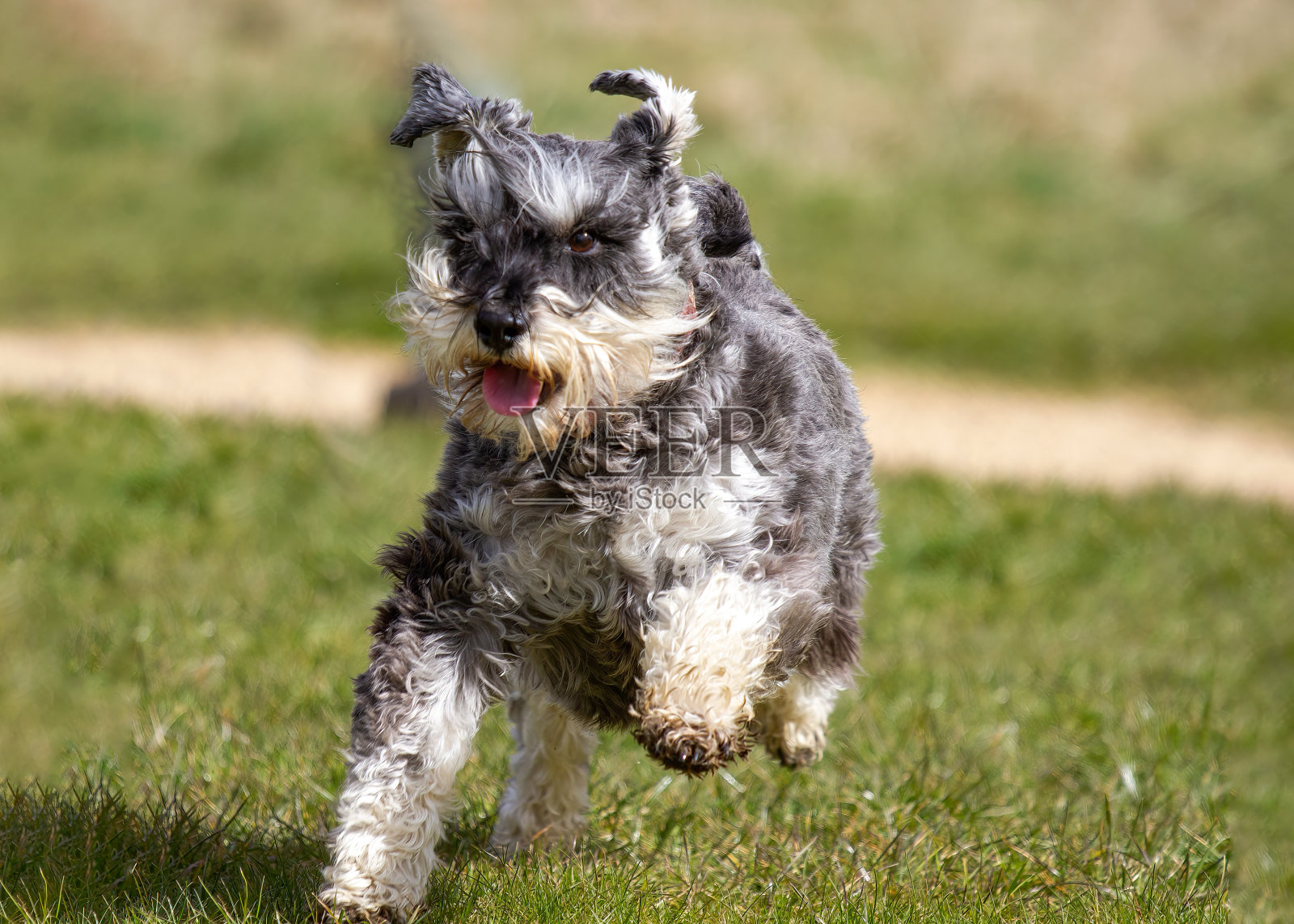 迷你雪纳瑞照片摄影图片