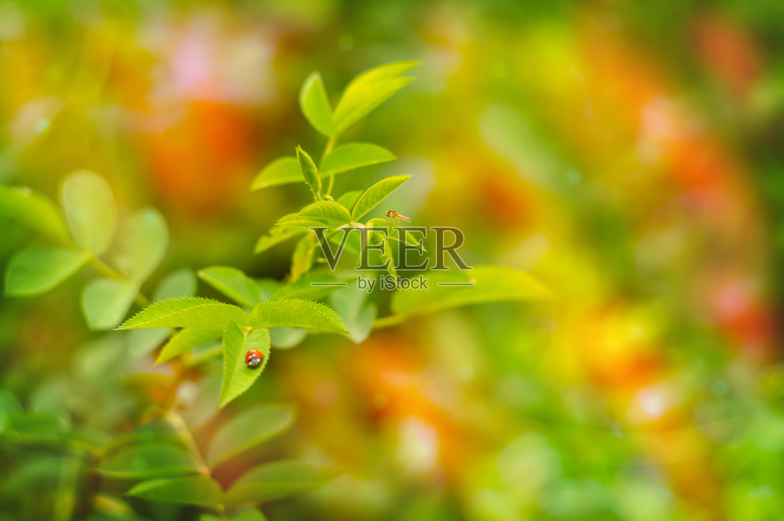 明亮的绿叶与瓢虫在五彩缤纷的花园在阳光明媚的夏日照片摄影图片