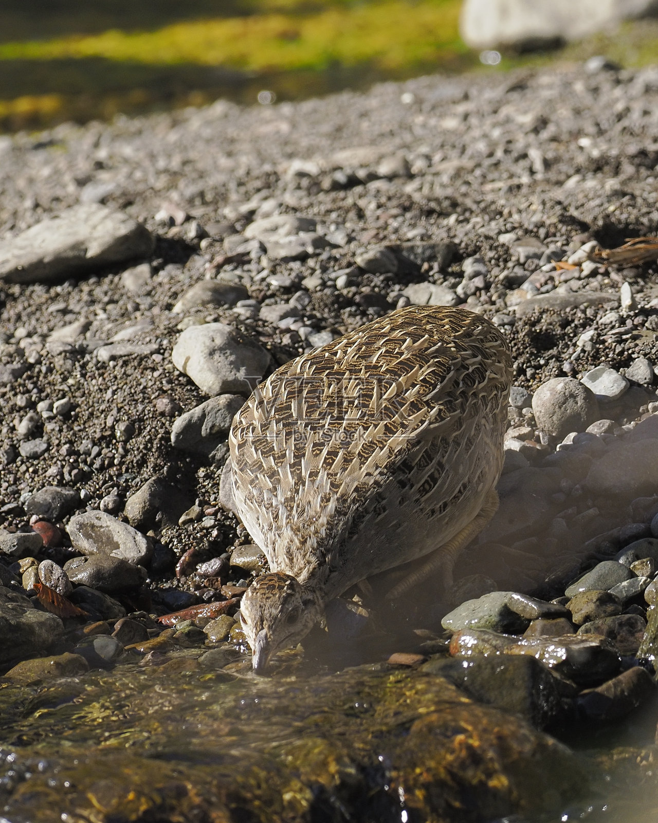 一只成年智利蒂纳莫在山间溪流中饮水照片摄影图片