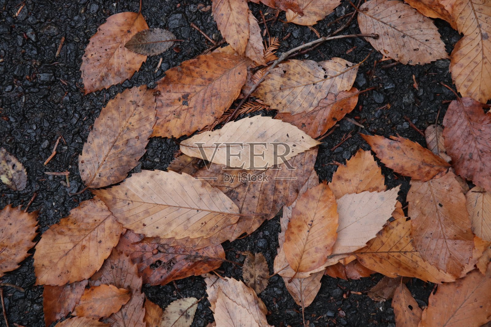 人行道上的落叶照片摄影图片