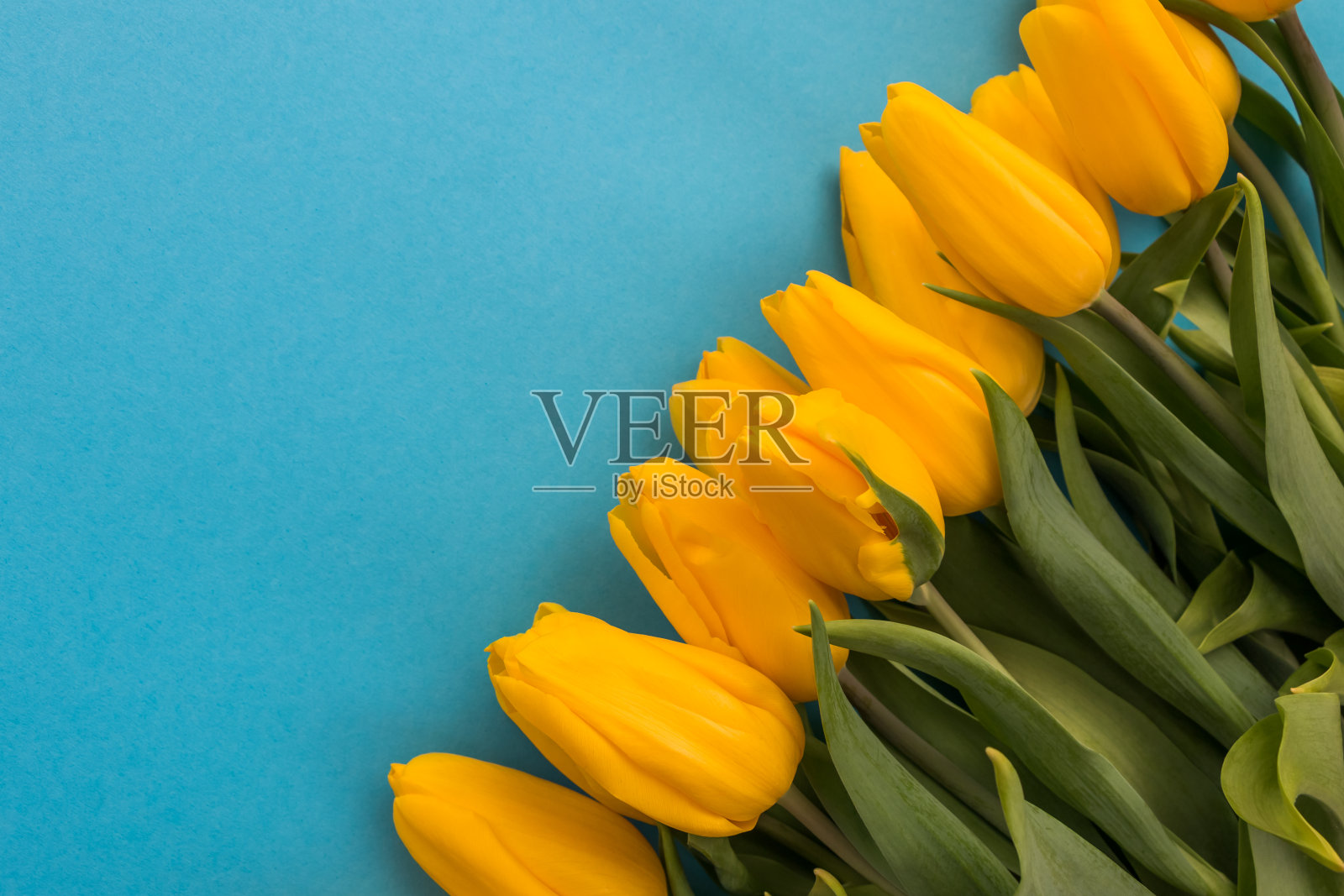 黄色的郁金香躺在蓝色的背景上。花卉背景明信片,横幅照片摄影图片
