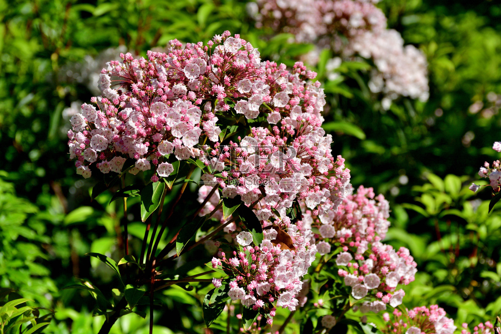 山月桂:常绿阔叶灌木,有大量明亮的浅粉色或白色花照片摄影图片