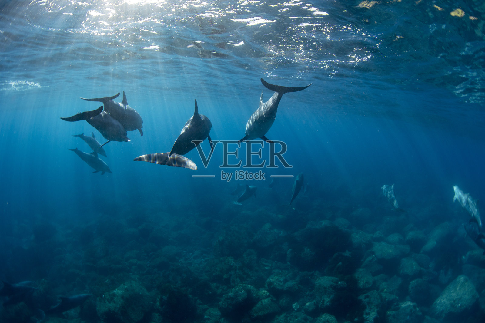 阳光和很多野生海豚照片摄影图片