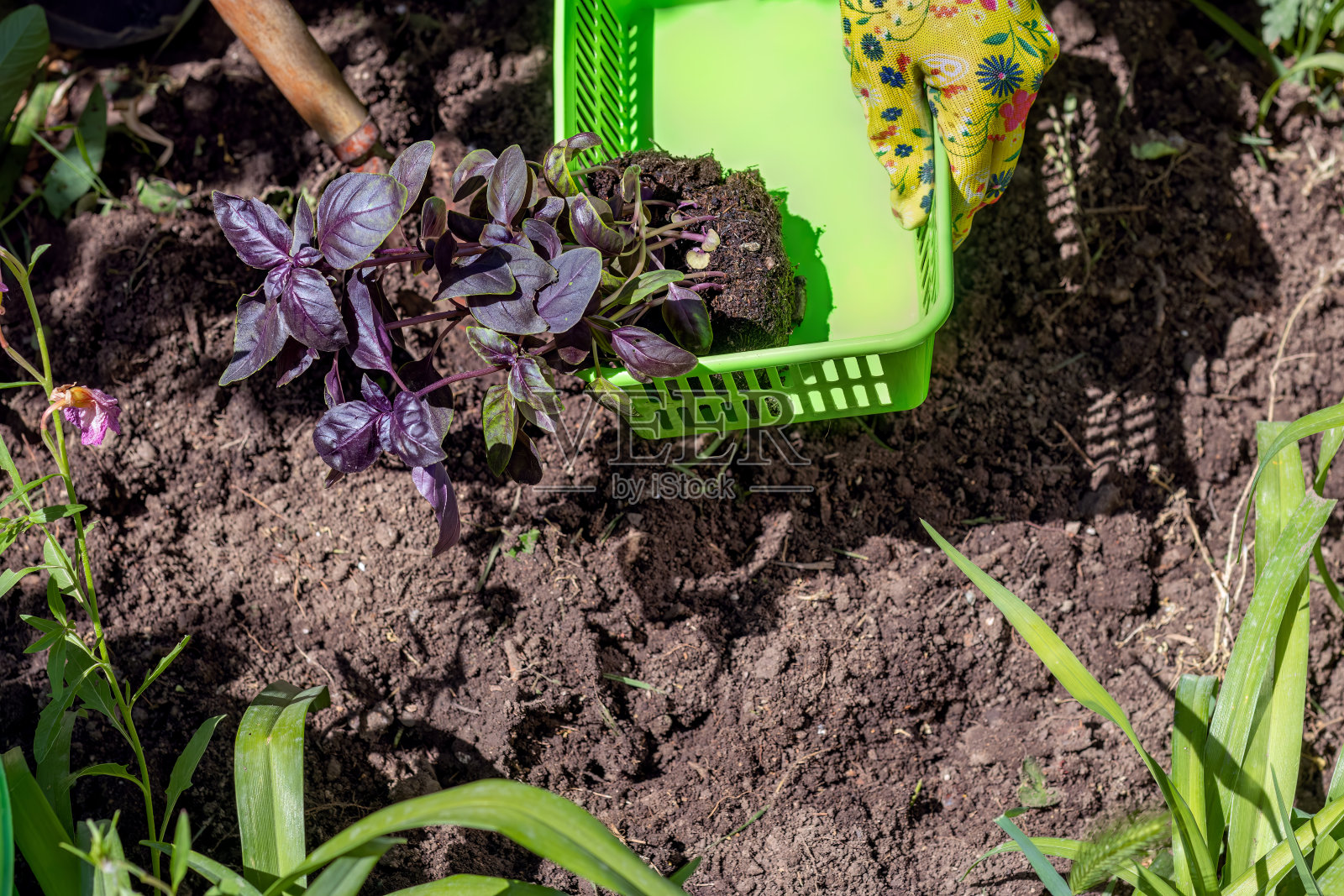 紫色罗勒幼苗,可在露天种植。照片摄影图片