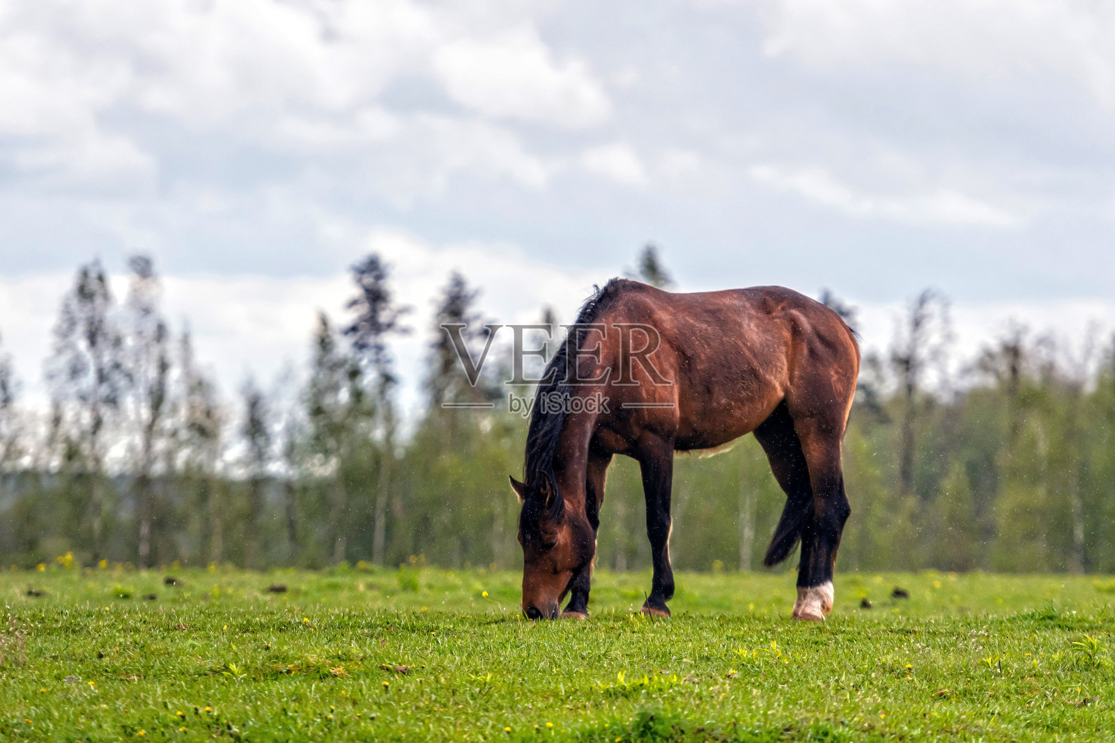 春天,马在绿色的草地上吃草。拉脱维亚照片摄影图片