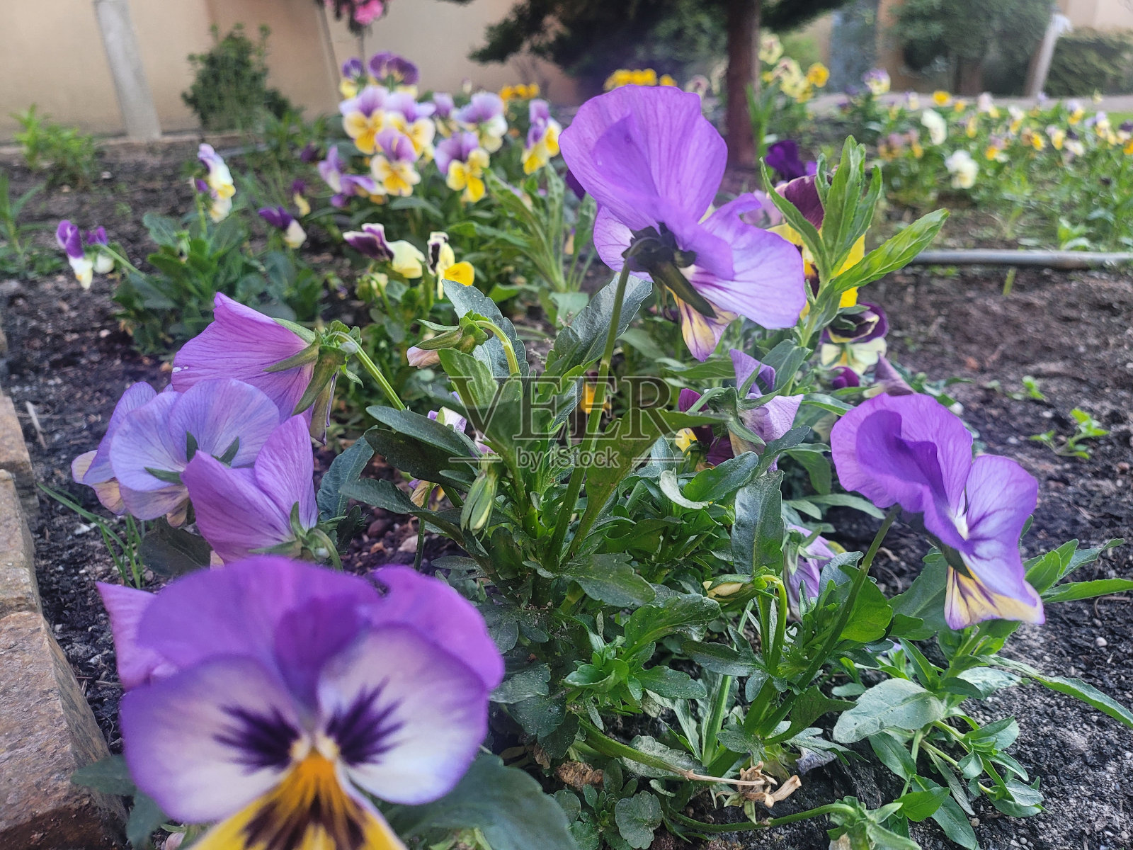 三色紫罗兰。照片摄影图片