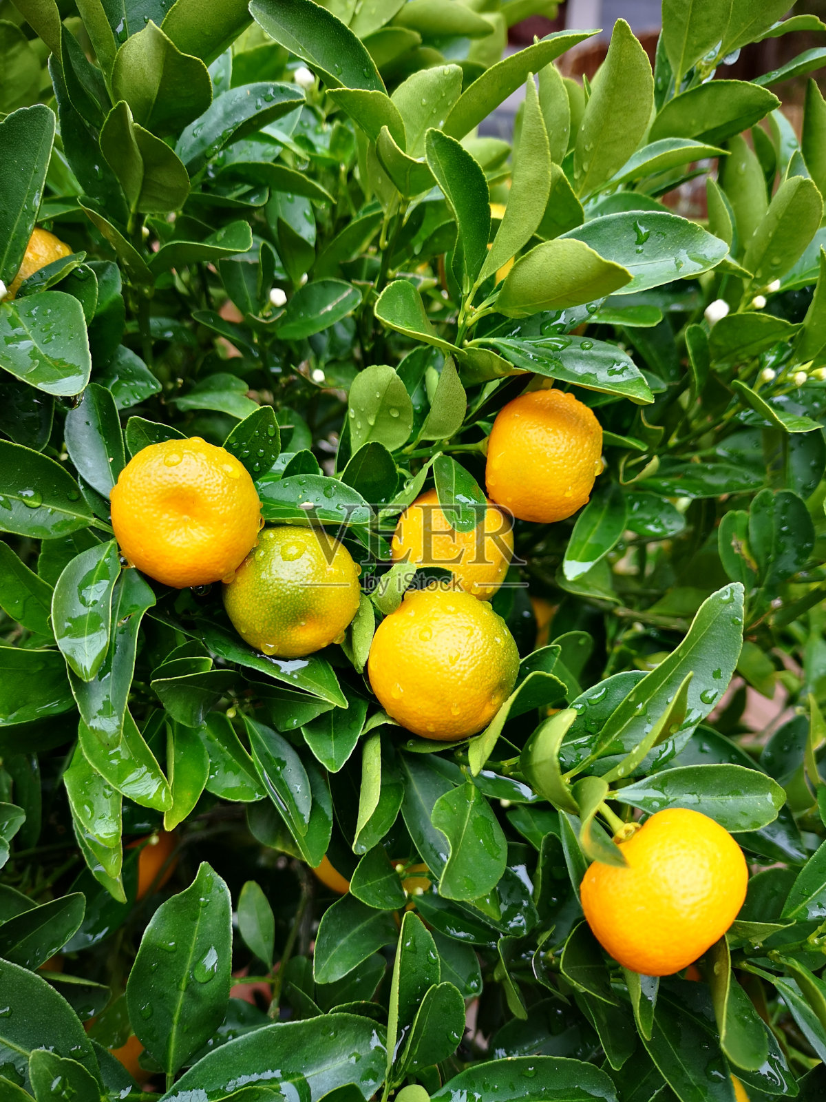 满是橘子的橘子丛。照片摄影图片