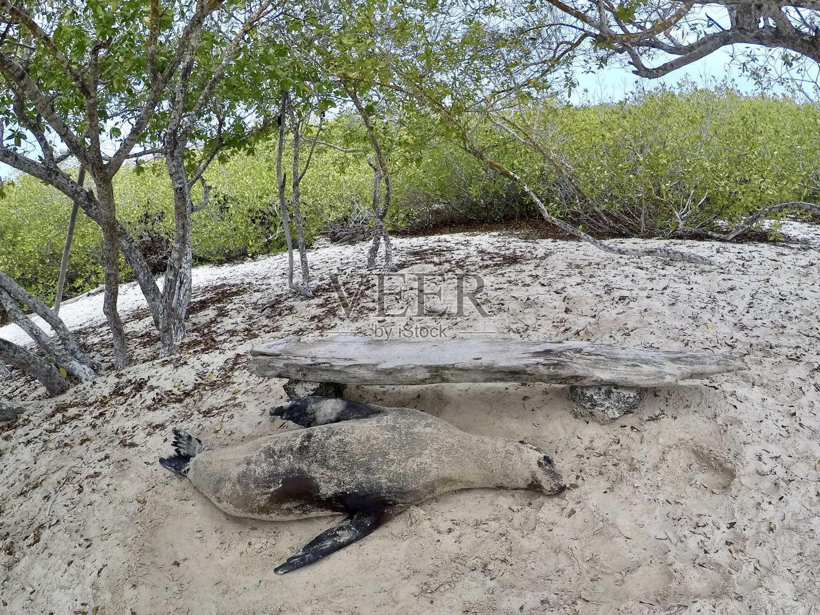 沙海狮照片摄影图片