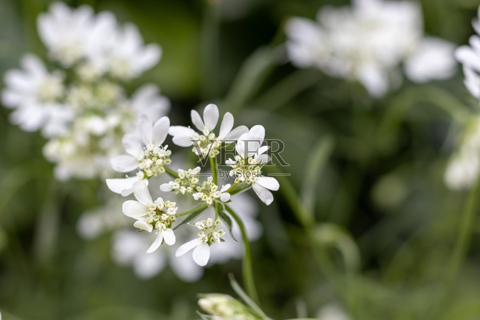 精致的白花盛开的特写照片摄影图片