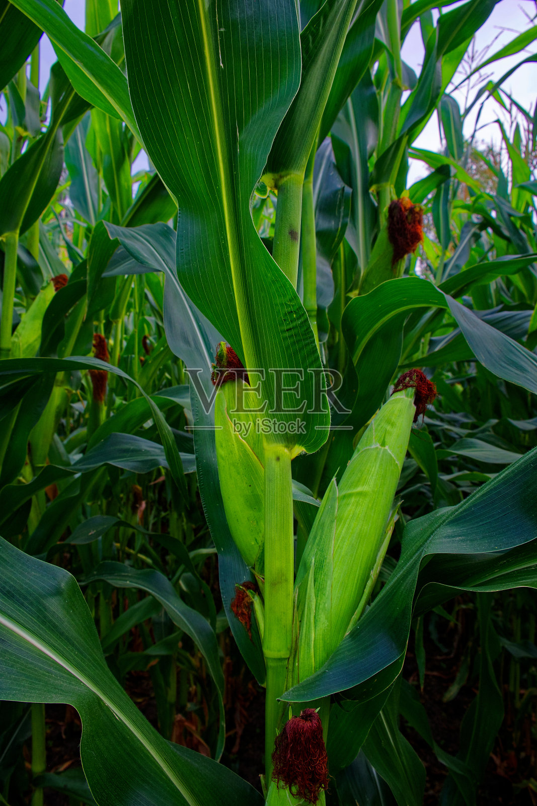 密密麻麻的田地里长着丝穗的玉米穗。照片摄影图片