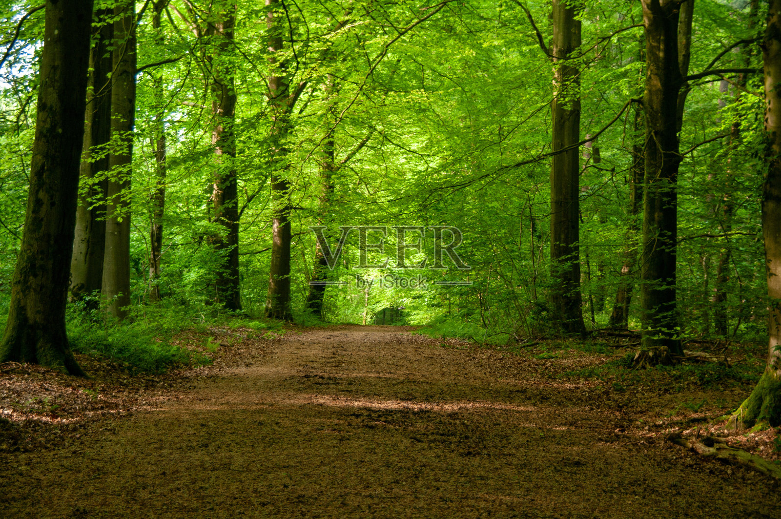 树林里的阳光明媚的一天照片摄影图片