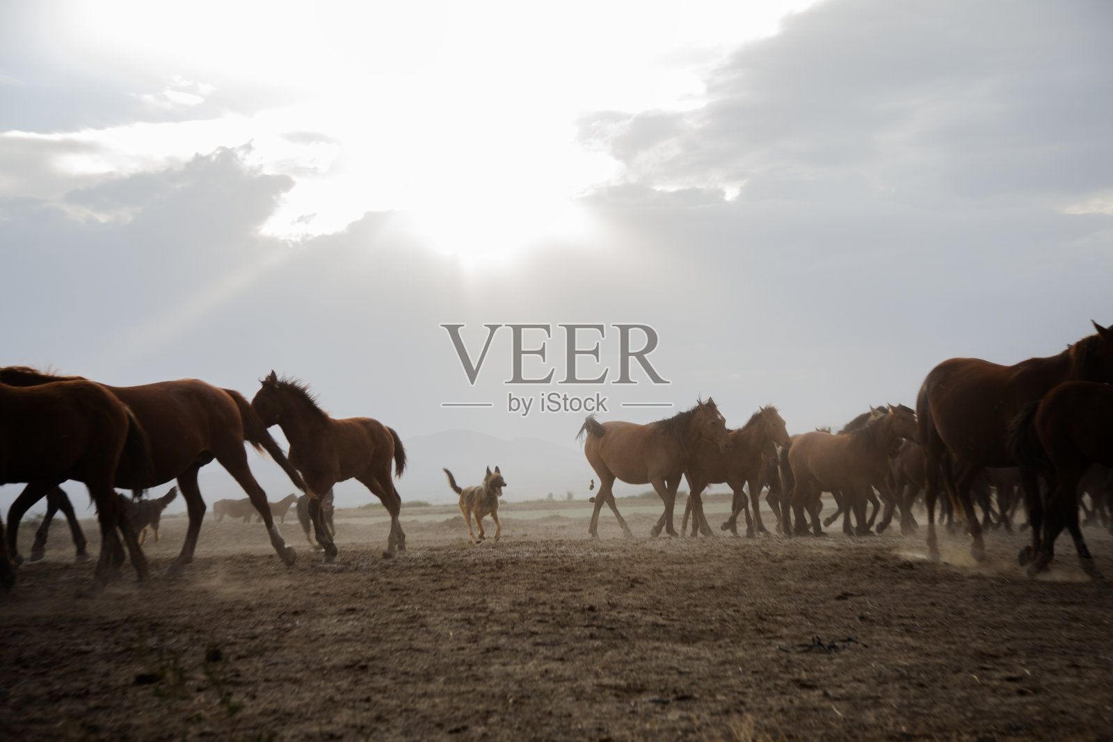 一群马正跑过一片沙地。一群马的鸟瞰图照片摄影图片