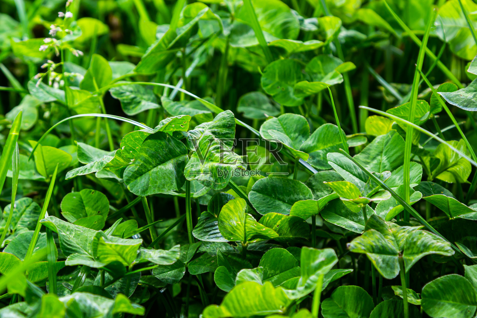 三叶草之间的四叶草。绿色自然背景。四叶草代表好运。特殊的发现。草地上罕见的。被三叶草和三叶草覆盖的绿色田野照片摄影图片