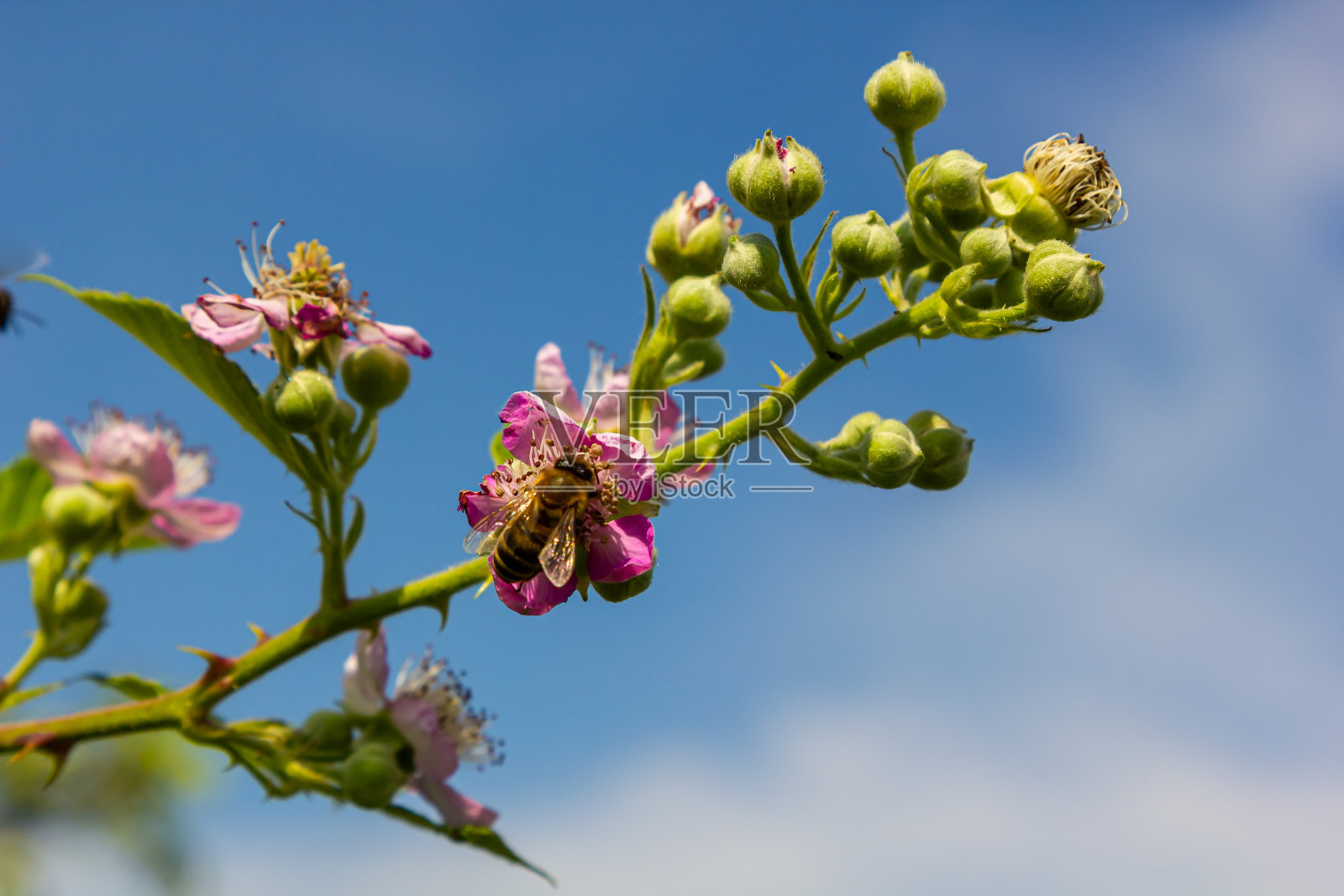 柔软的粉红色黑莓花和芽在春天- Rubus fruticosus照片摄影图片