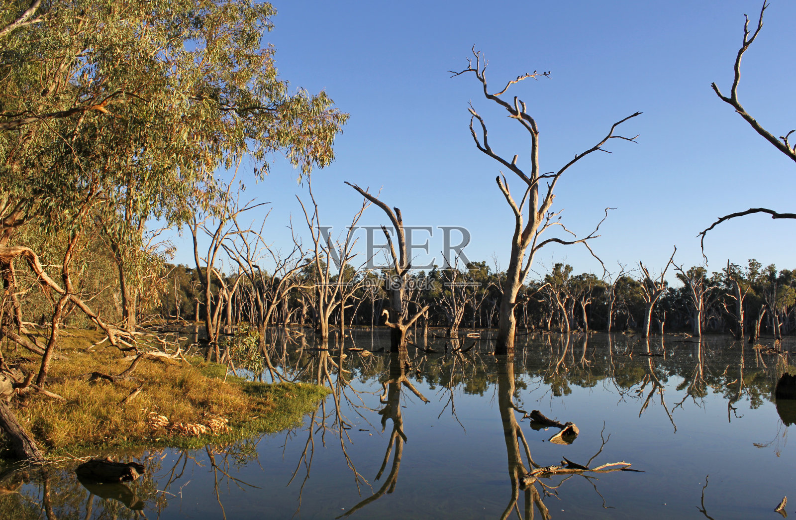 在澳大利亚新南威尔士州福布斯附近的古姆沼泽,宁静的海水、树木和清澈的蓝天照片摄影图片