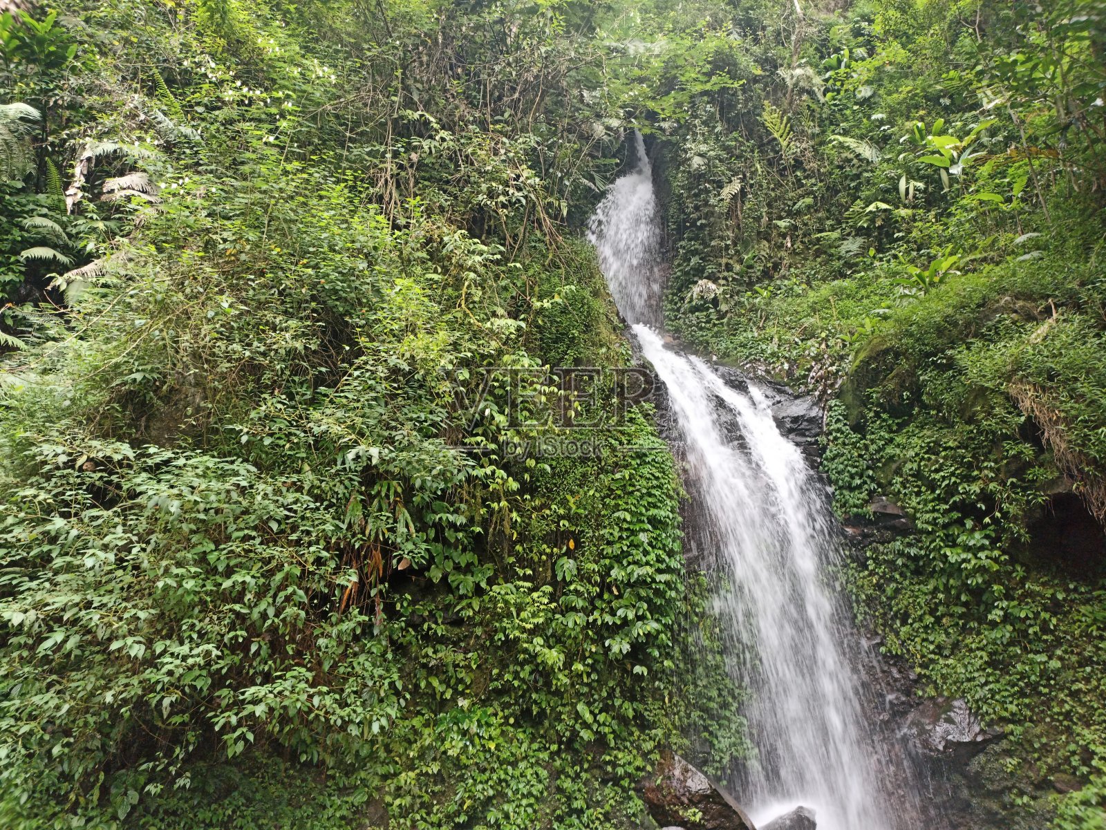 野生森林草丛中的瀑布照片摄影图片
