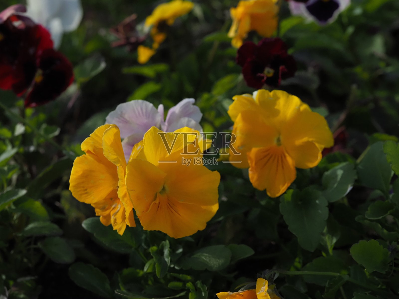 花坛里盛开的三色堇照片摄影图片