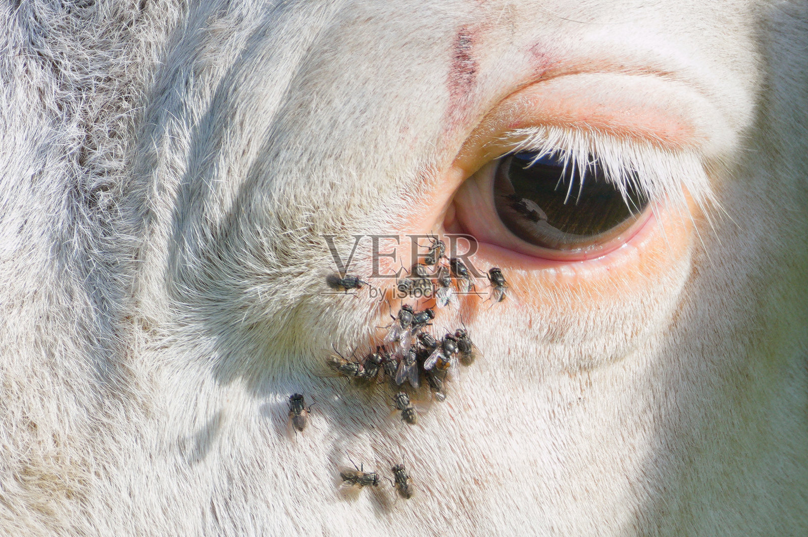 牛的眼睛被苍蝇覆盖的细节。照片摄影图片