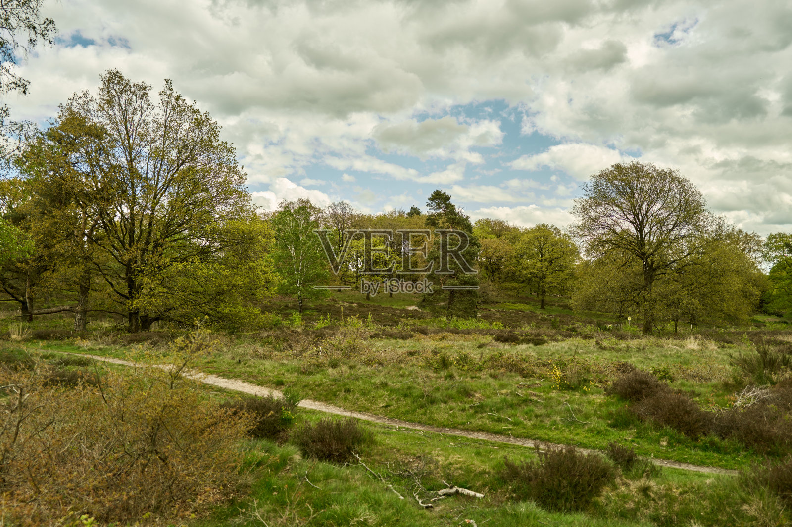 森林与天空照片摄影图片