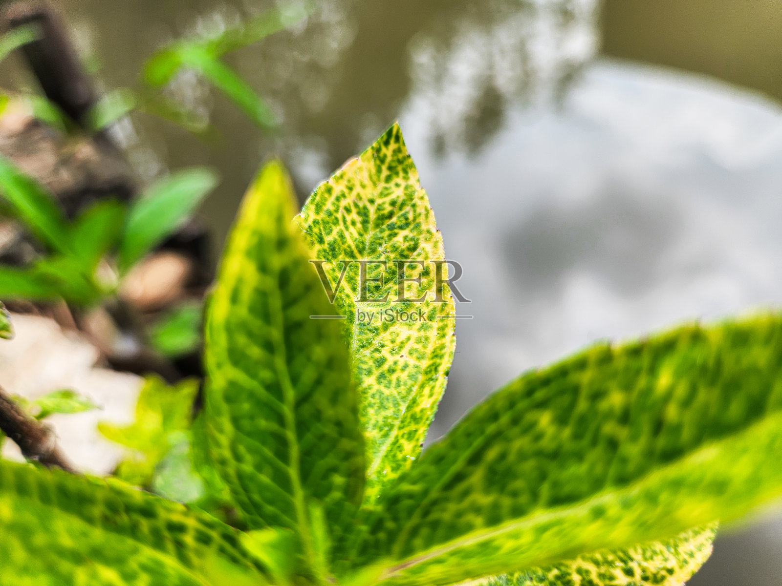 草本植物巴巴多坦照片摄影图片