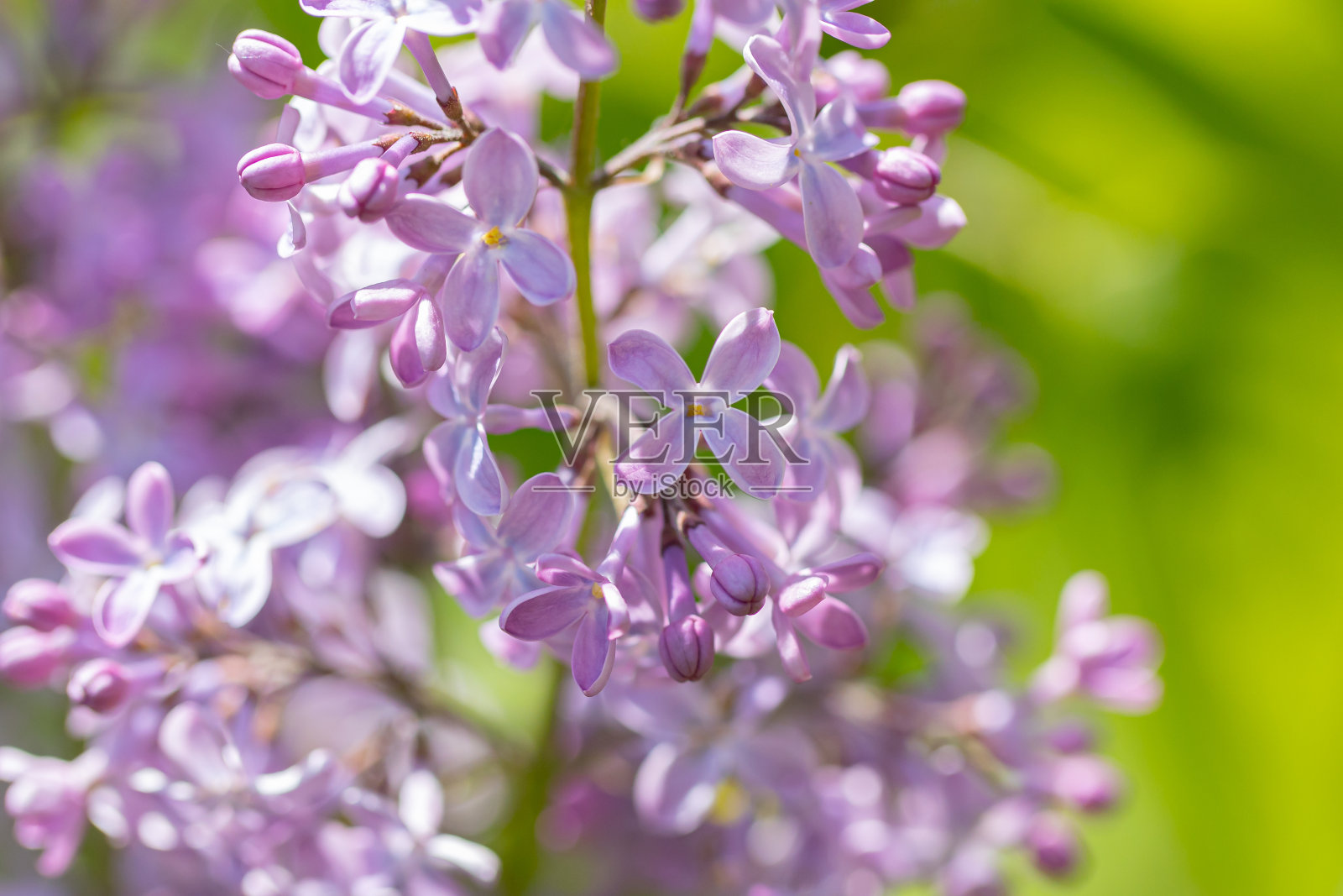 美丽的丁香花,紫色的丁香花在灌木上,夏天的背景。照片摄影图片