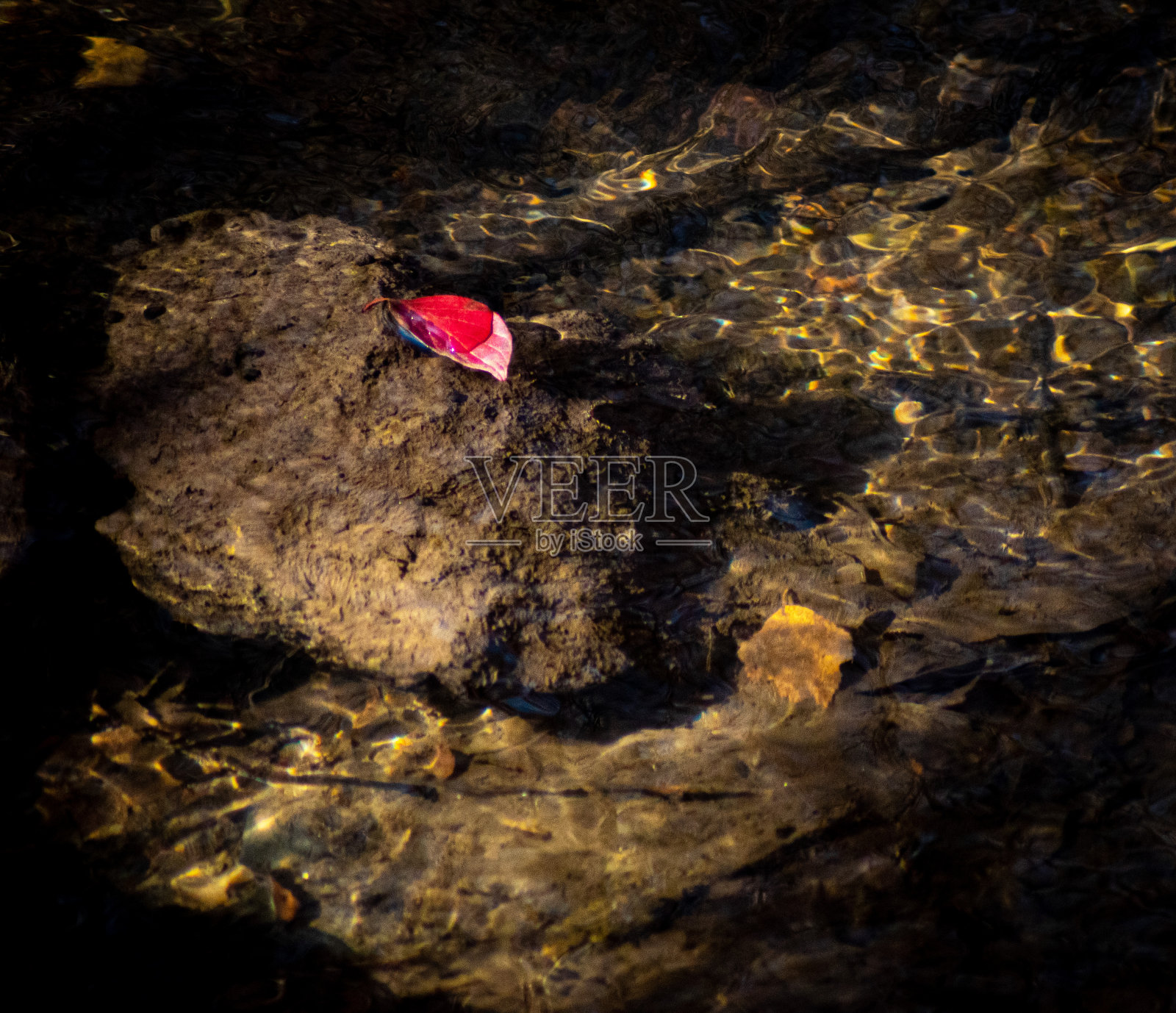 水面上的叶子照片摄影图片