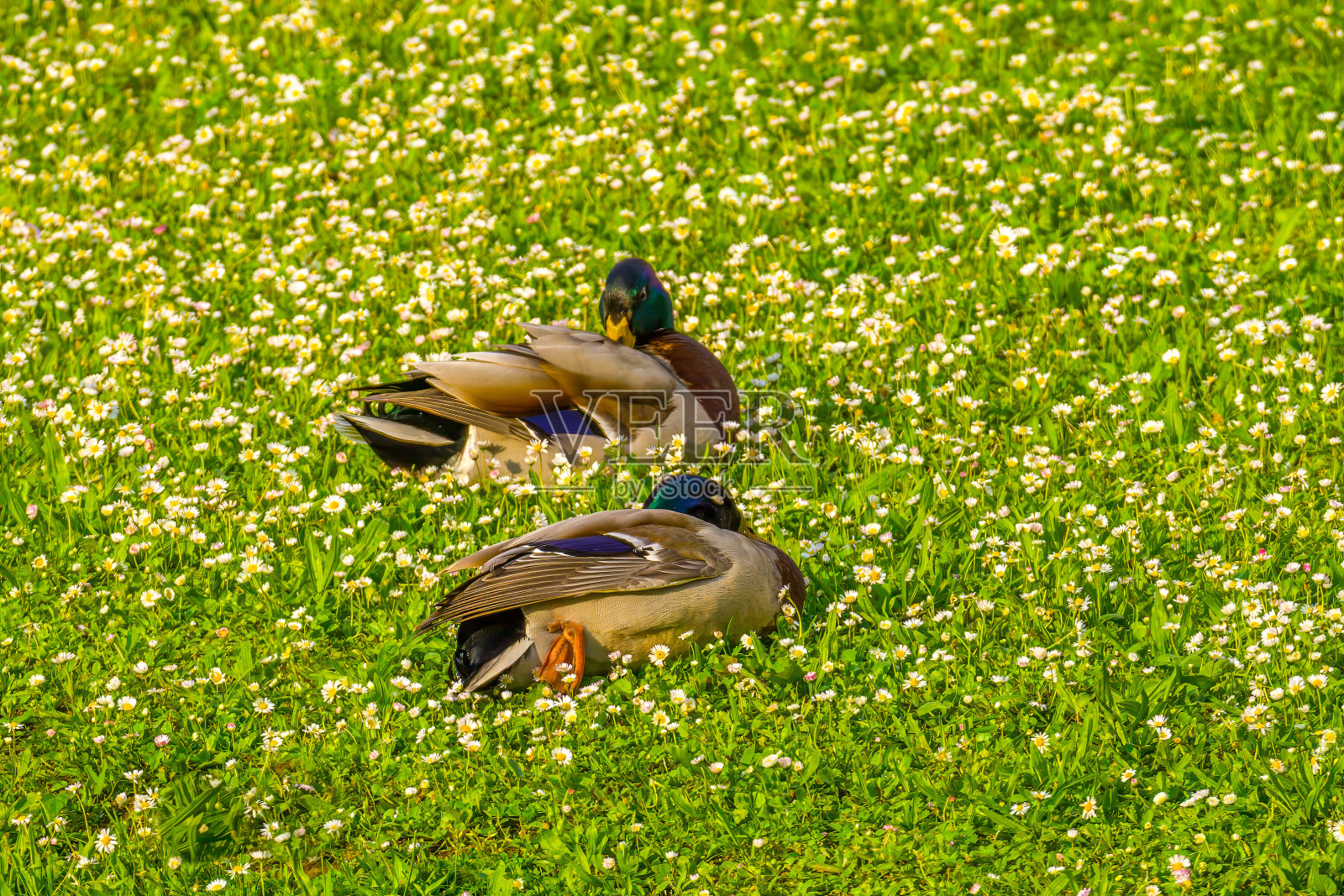 两只公鸭睡在盛开的绿色草坪上照片摄影图片