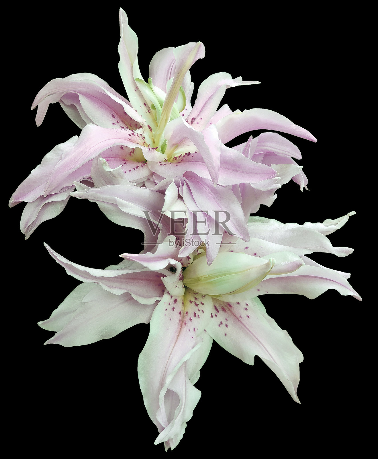 百合花在白色孤立的背景与剪辑路径。特写镜头。为设计。从上面看。大自然。照片摄影图片