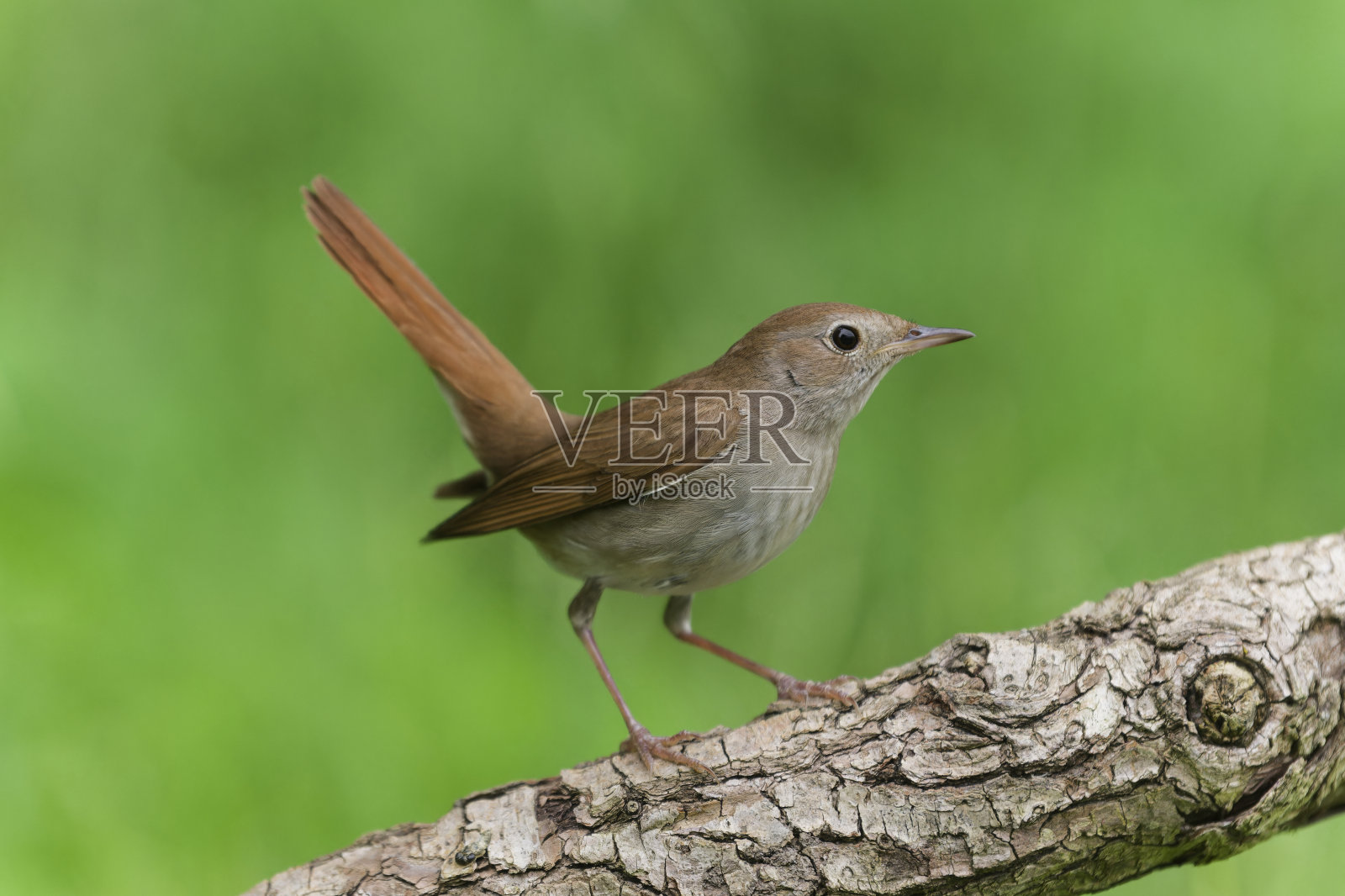 夜莺(Luscinia megarhynchos)照片摄影图片
