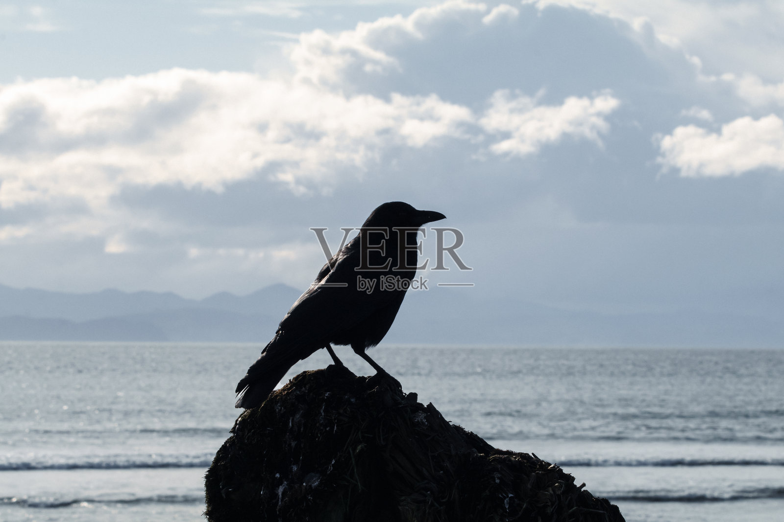 海岸线上的乌鸦照片摄影图片