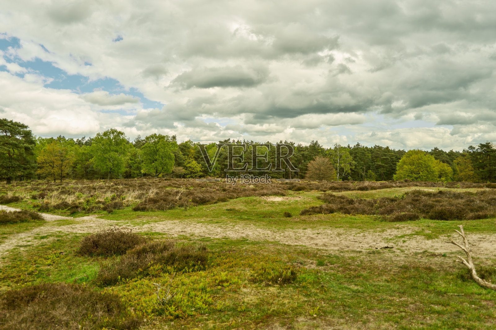 森林与天空照片摄影图片