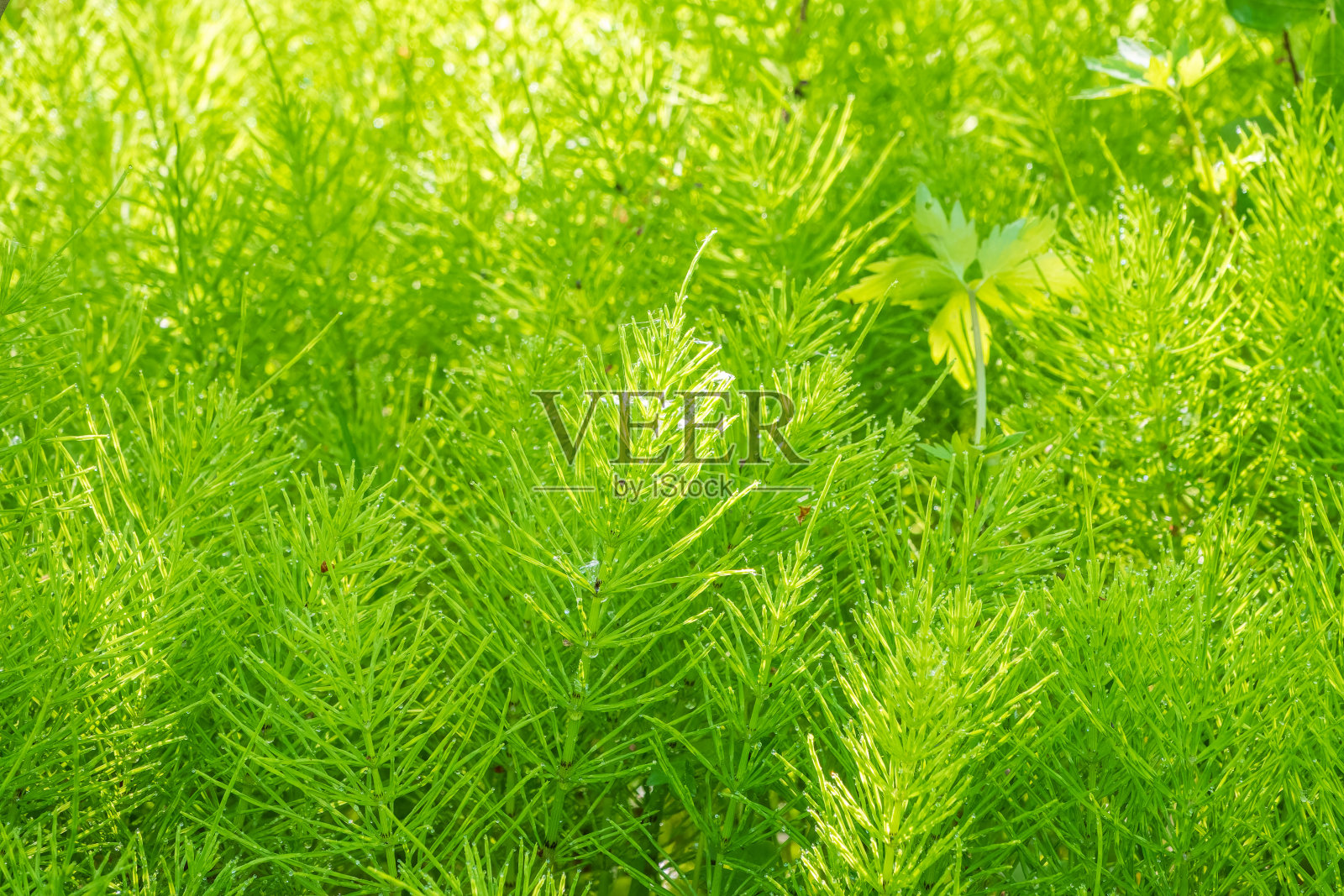 木马尾(Equisetum sylvaticum)生长在森林近距离。木贼,野马尾或普通马尾。多年生草本植物照片摄影图片