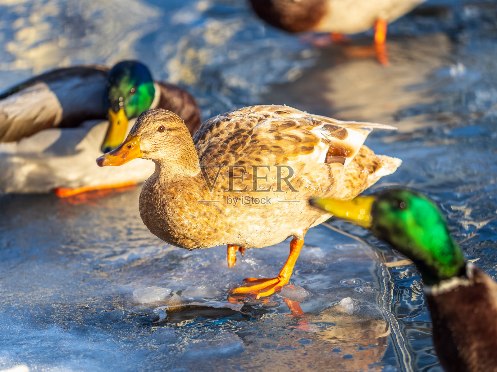 一群鸭子在冬天结冰的城市公园池塘上玩耍和漂浮。冬天的鸟儿,海鸥,鸭子在部分结冰的湖中游泳照片摄影图片