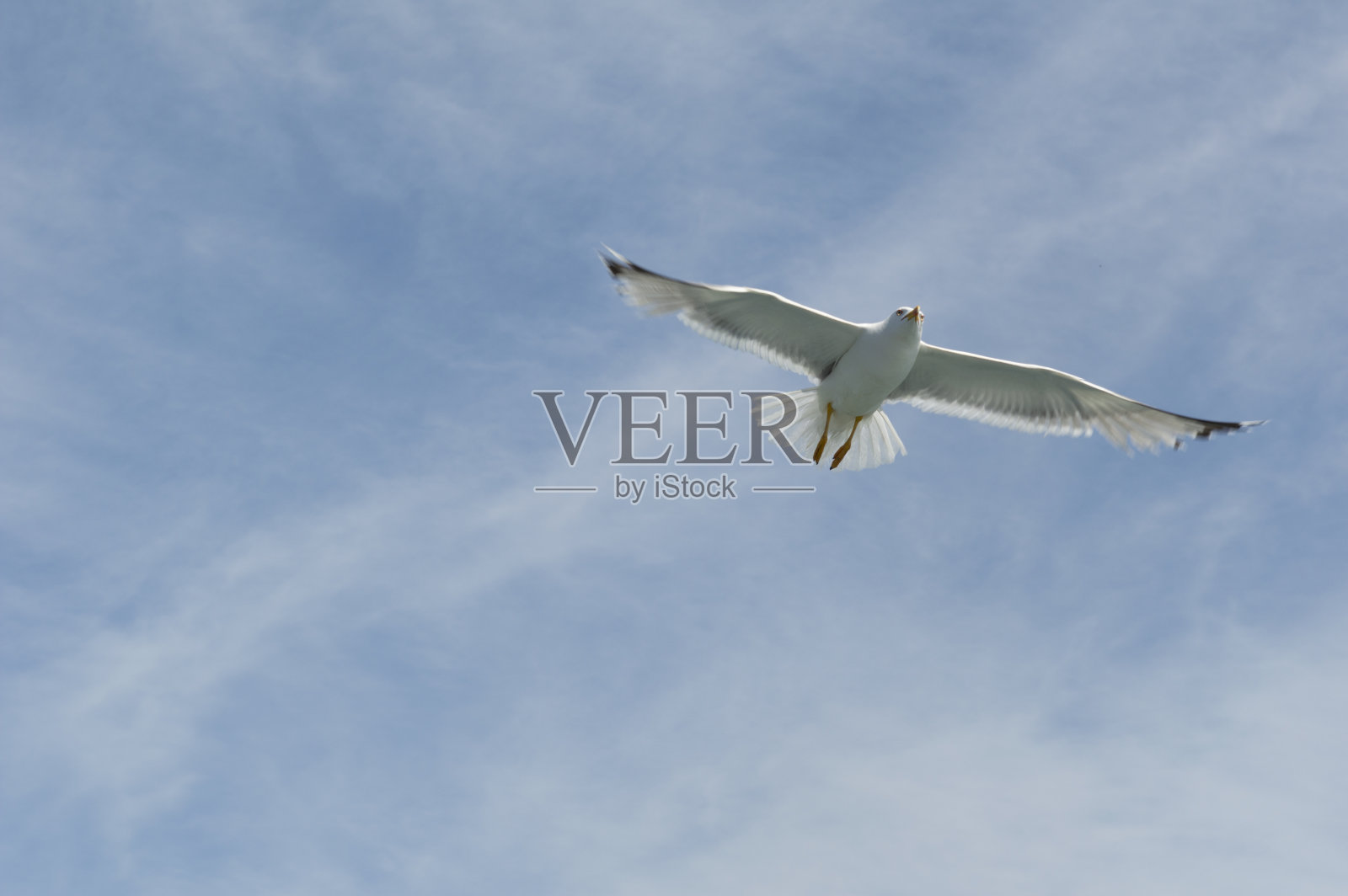 海鸥在蓝天下飞翔照片摄影图片