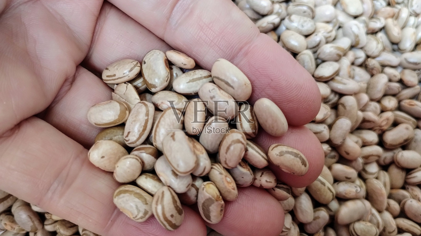 豆照片摄影图片