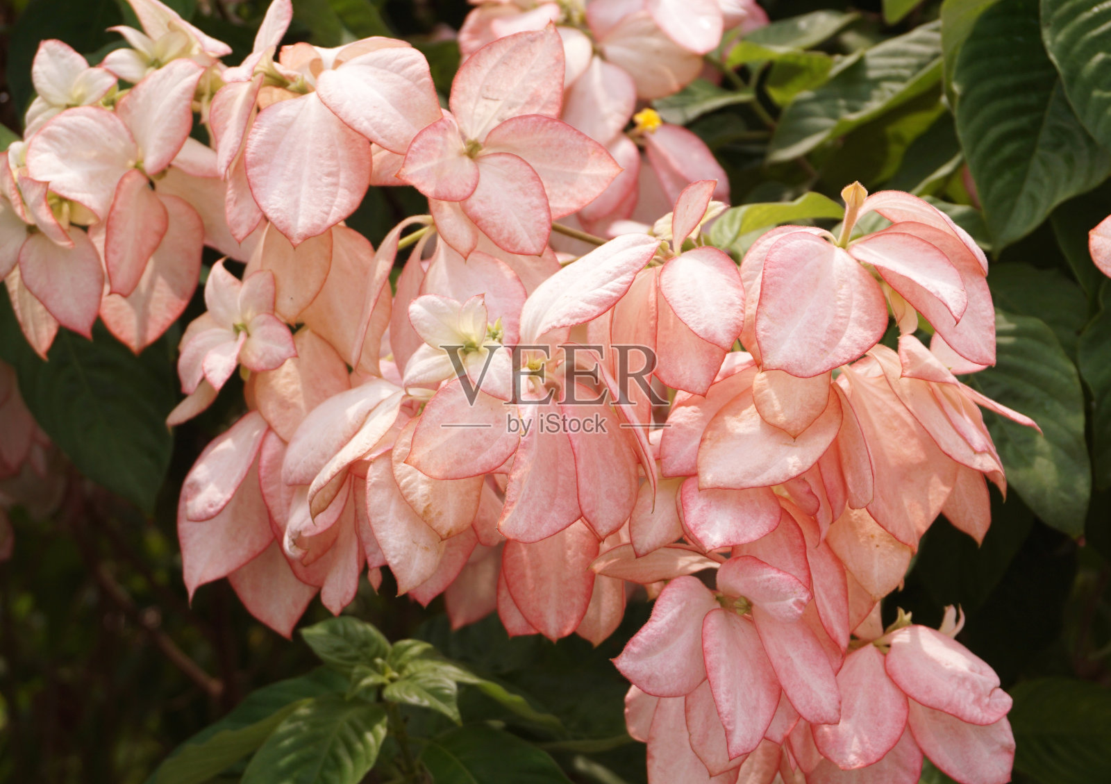 自然花园中的粉红色诗丽吉皇后花照片摄影图片