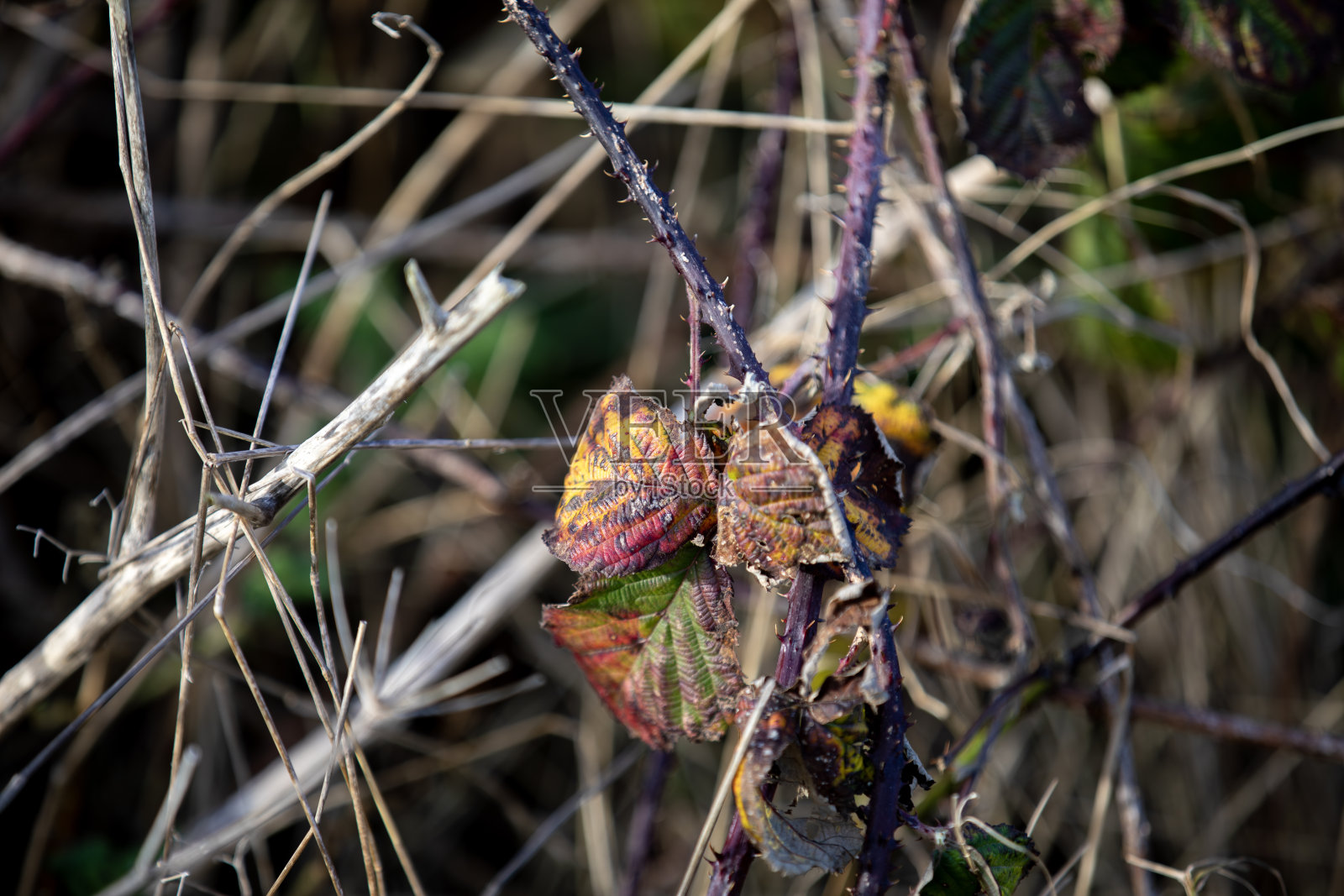 来自英国康沃尔戈德雷维海滩的植物样本。照片摄影图片